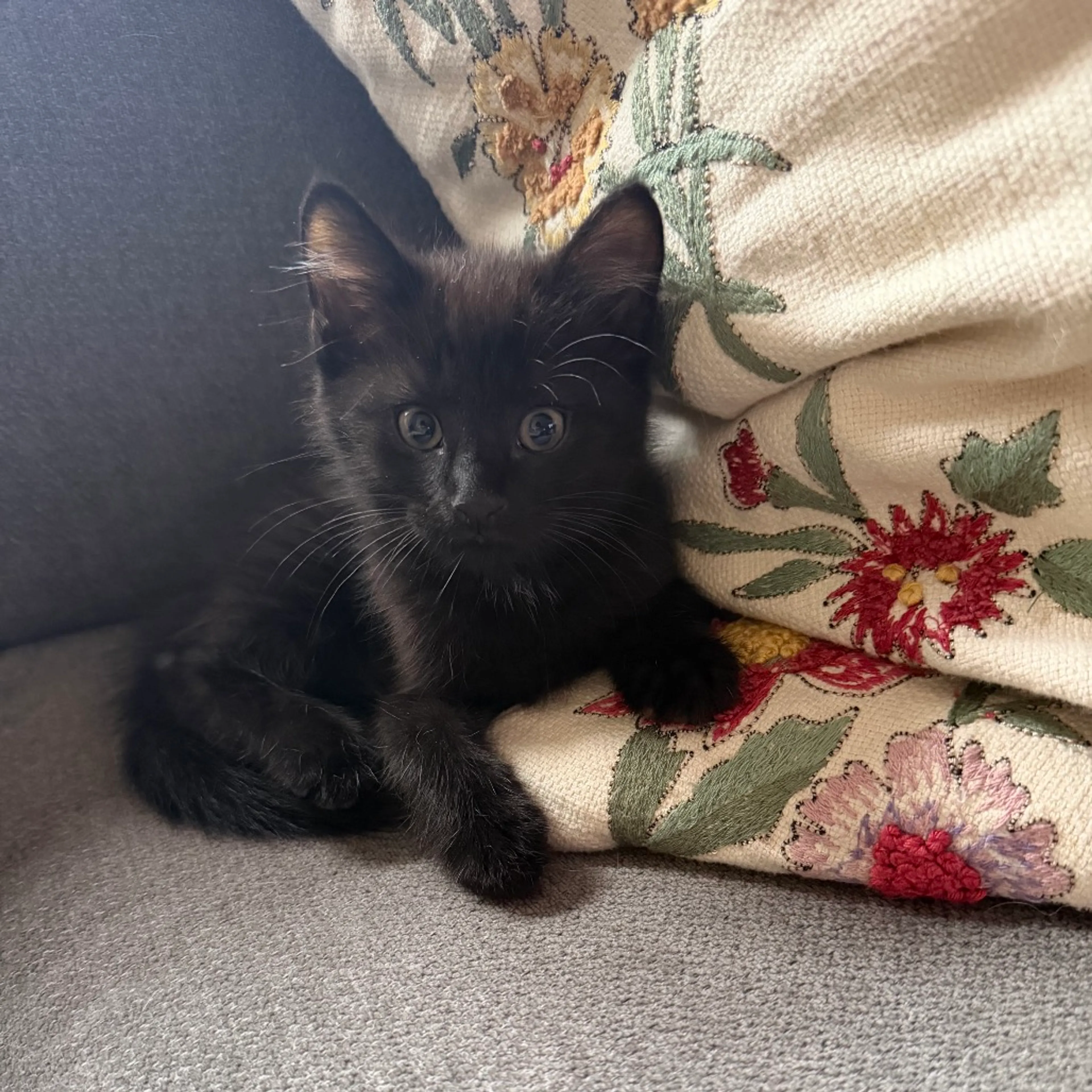 Found pet