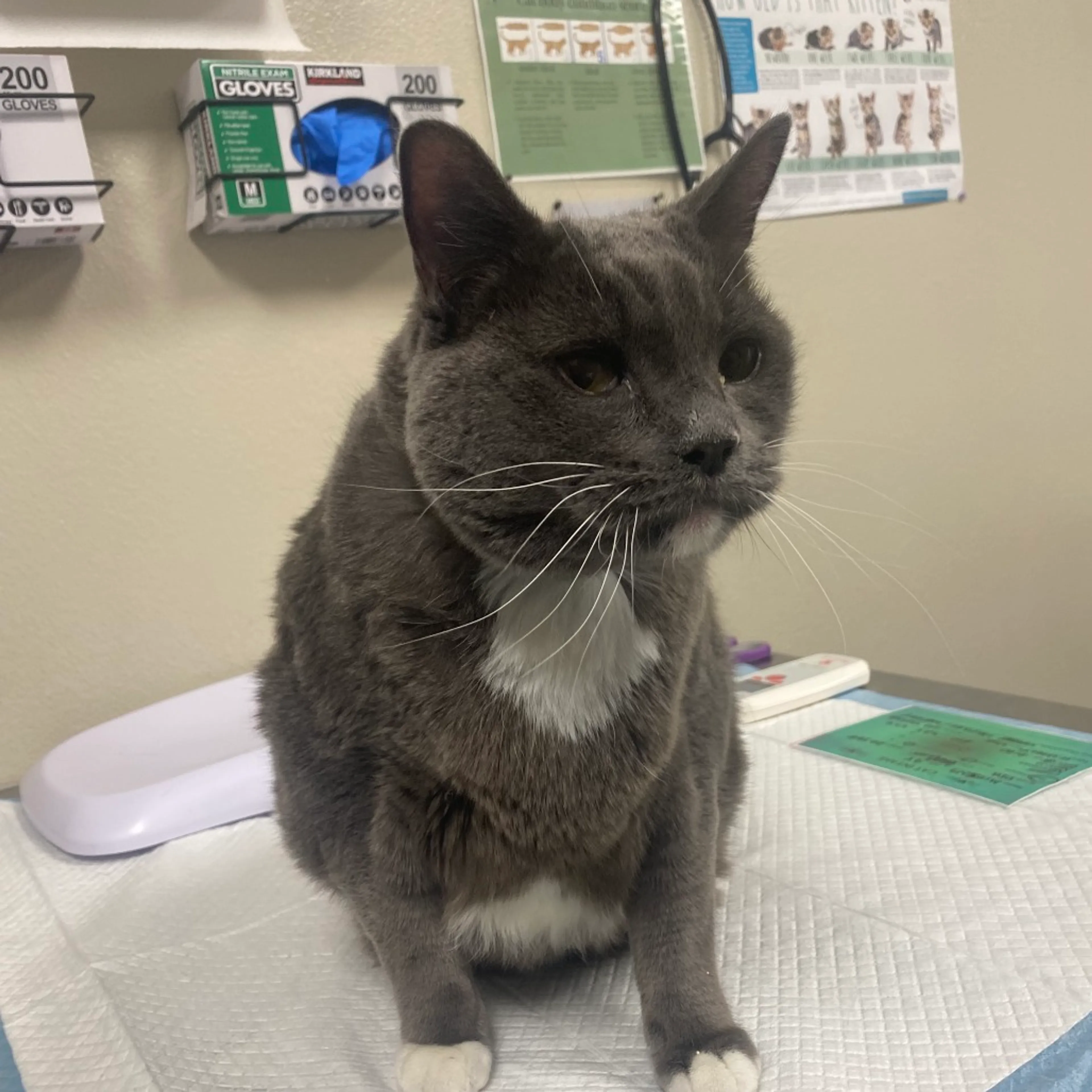 Found pet