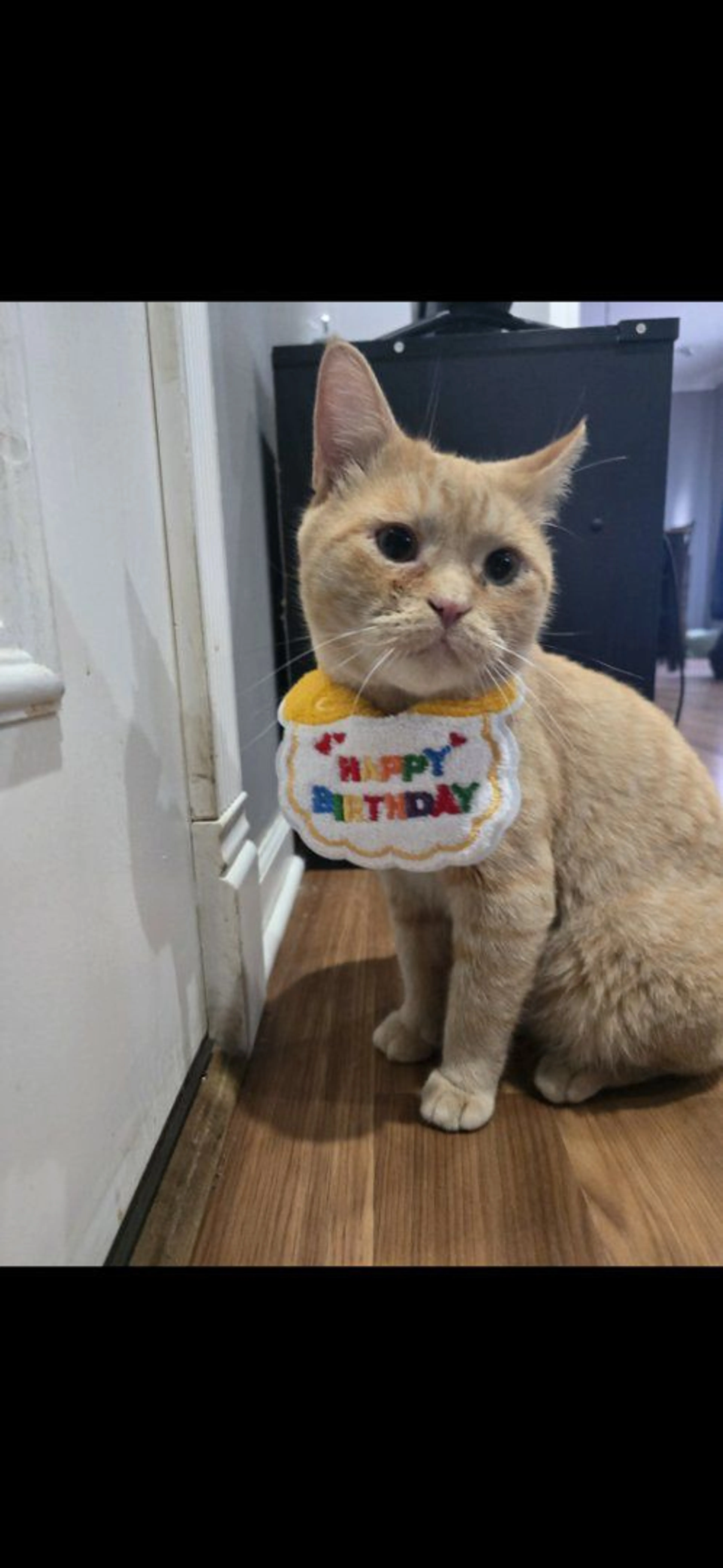 Lost pet-1