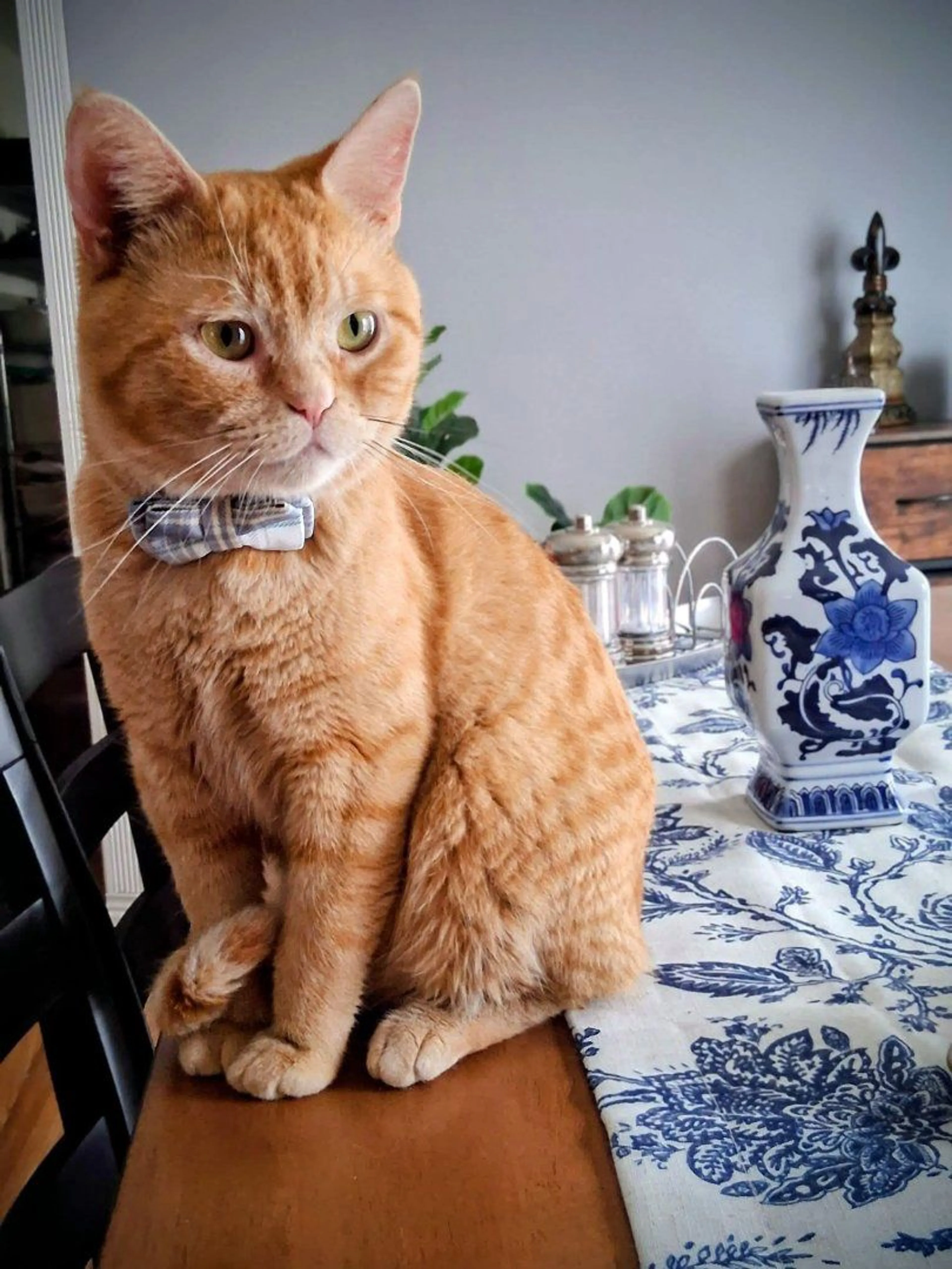 Lost pet-2