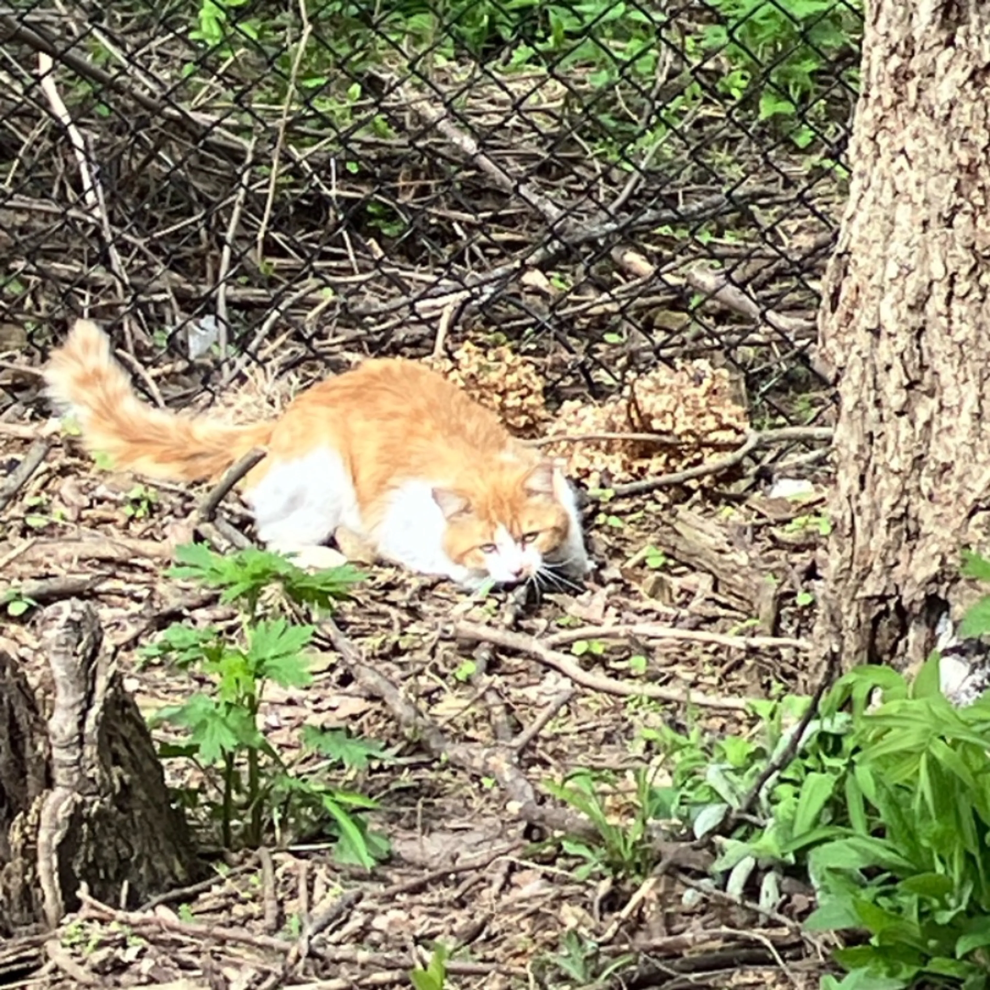 Found pet