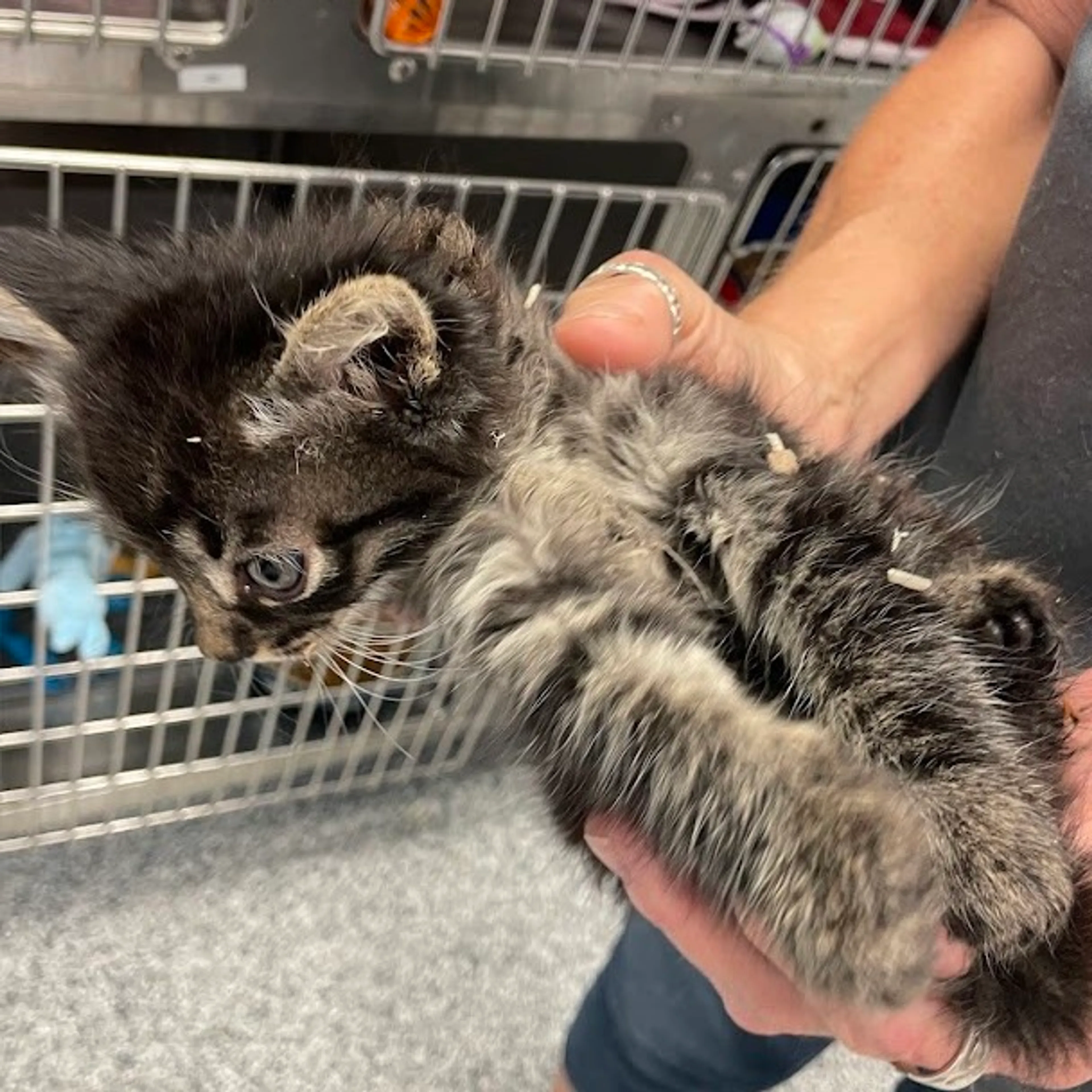 Found pet