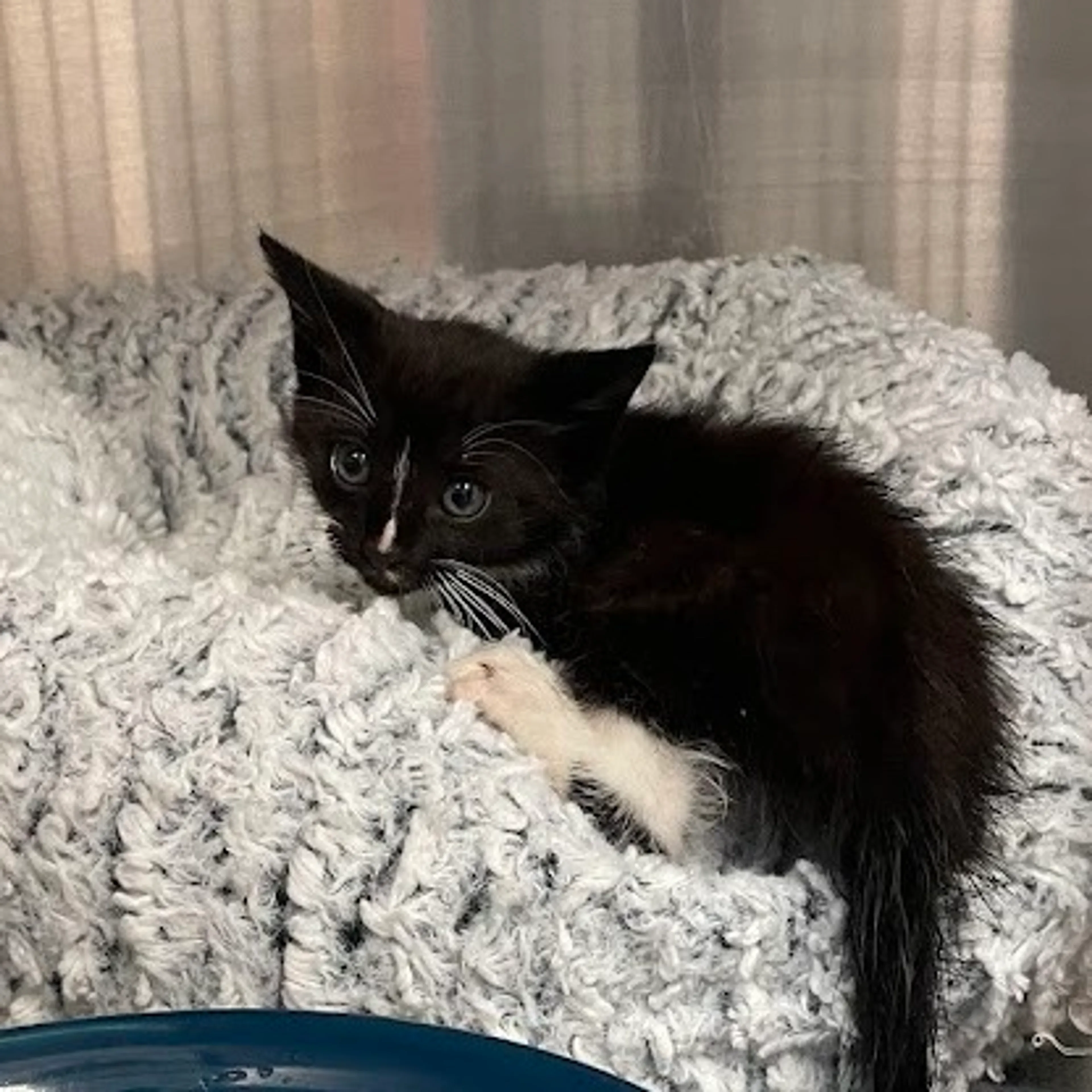 Found pet