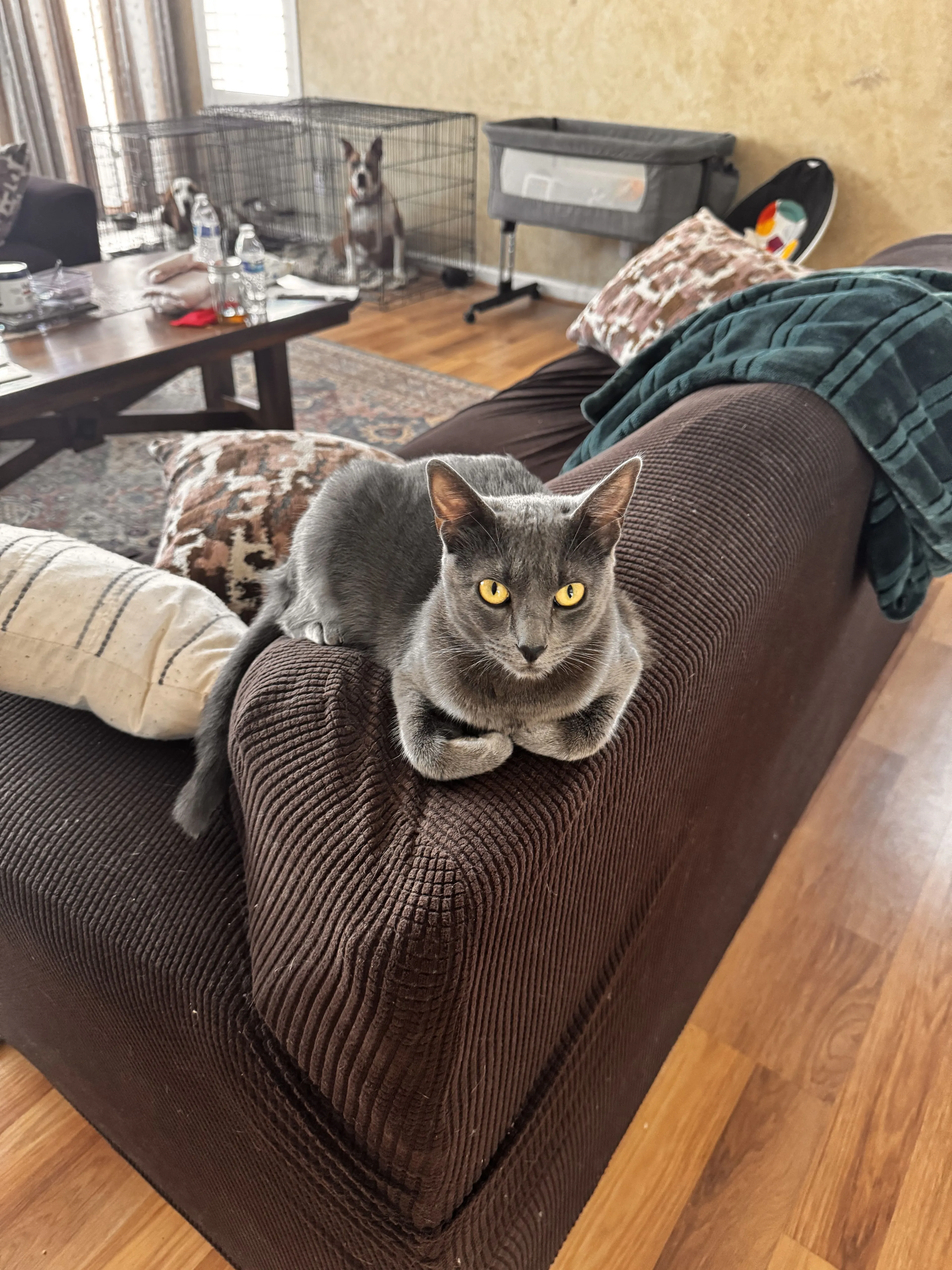 Lost pet