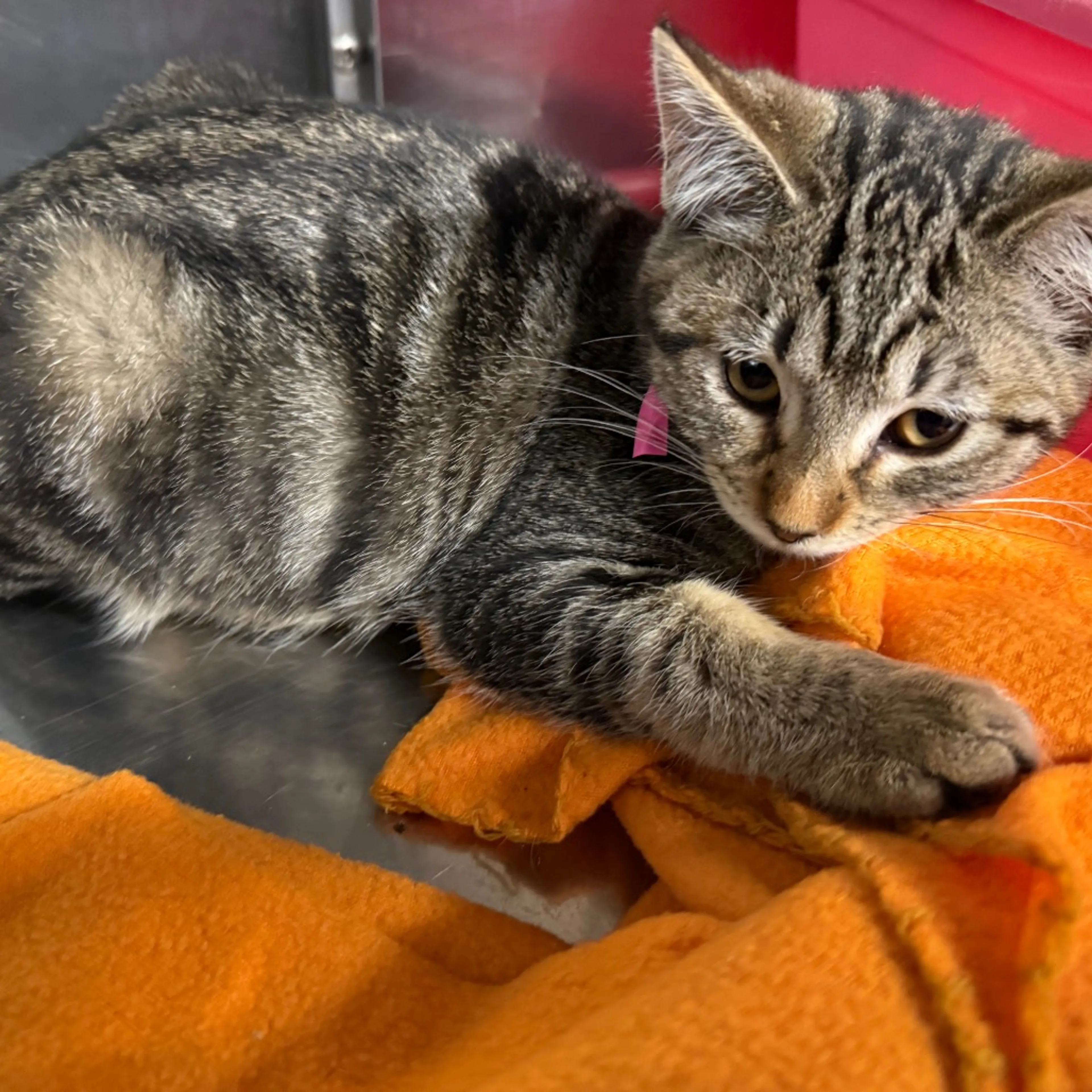 Found pet