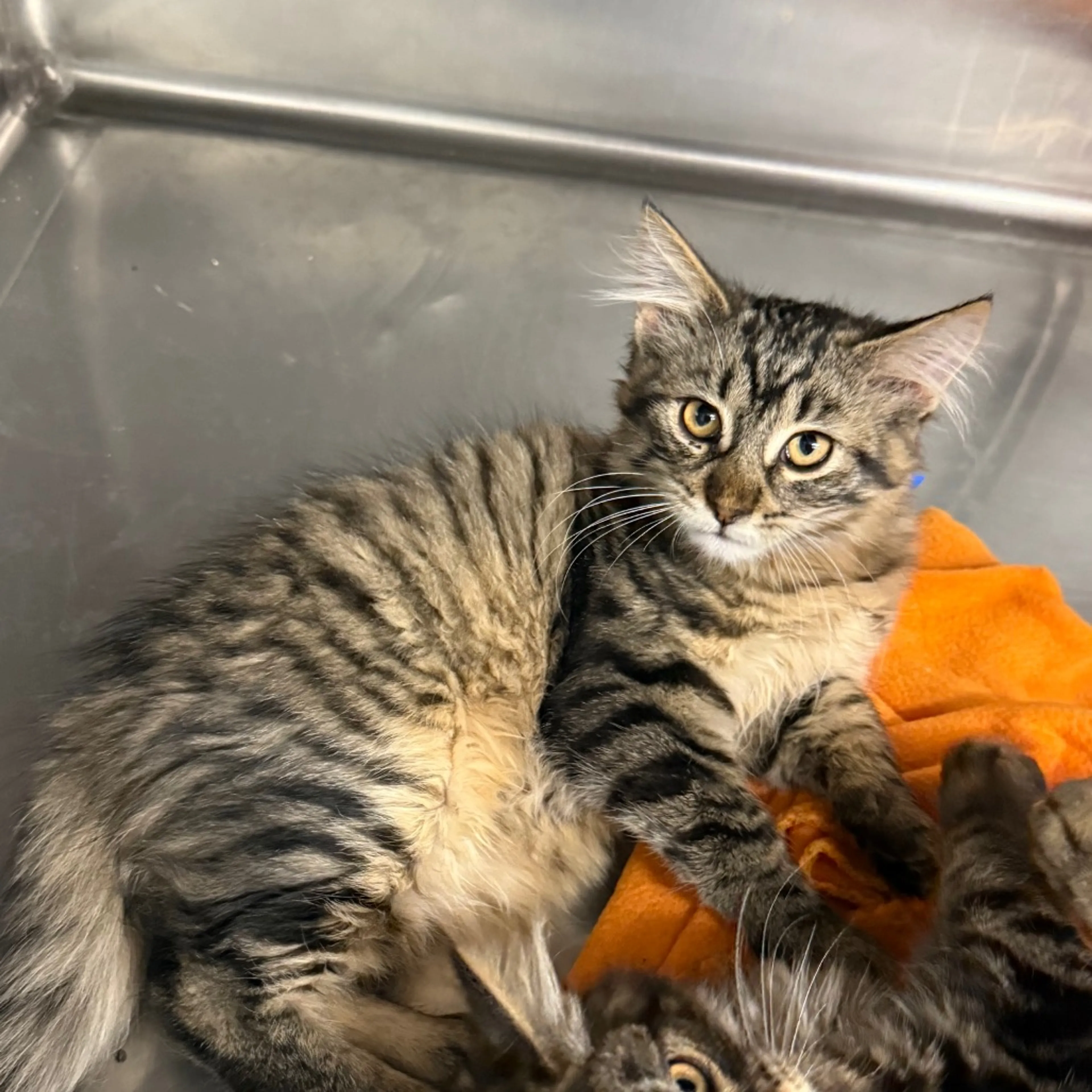 Found pet