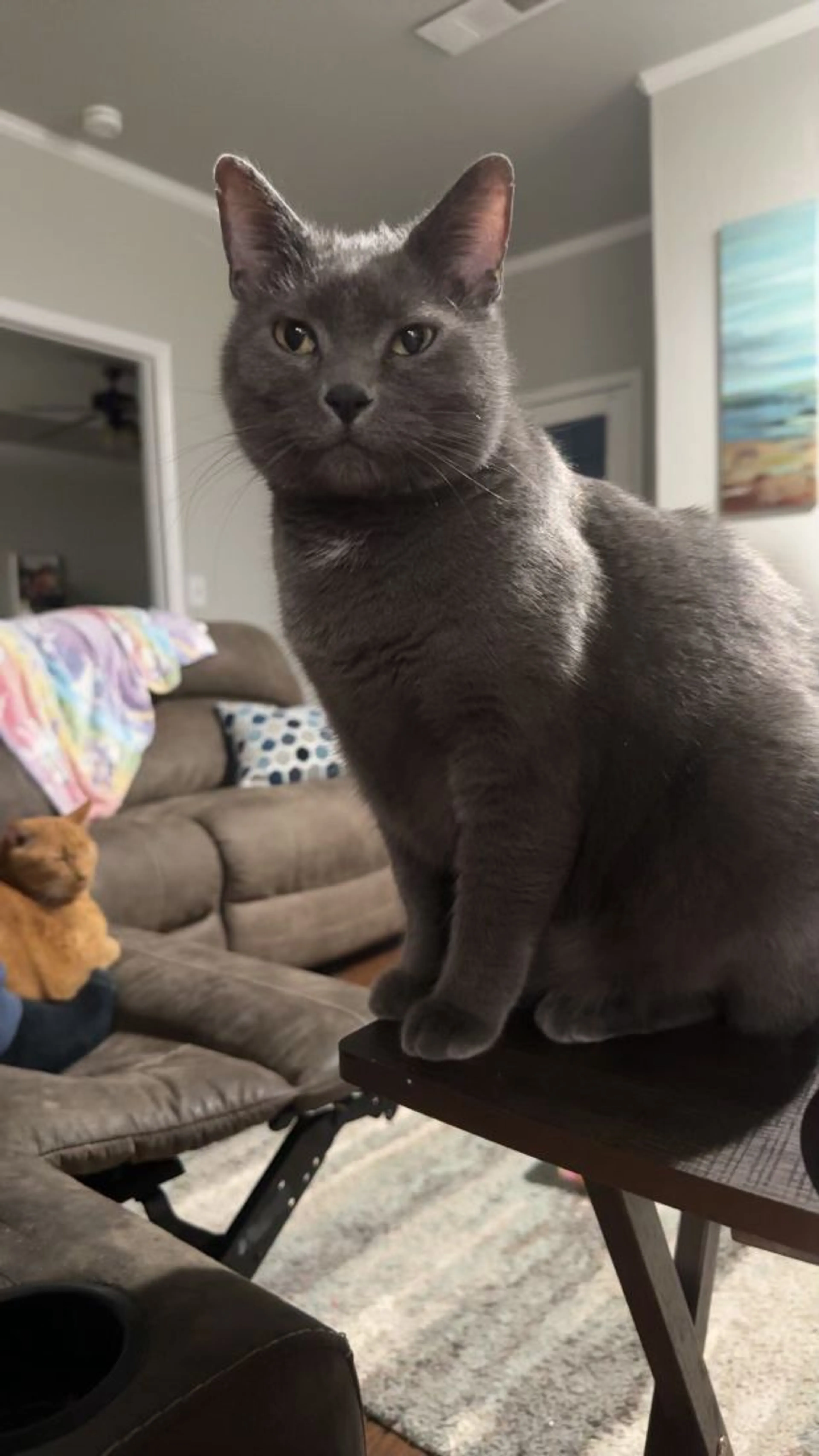 Lost pet-0