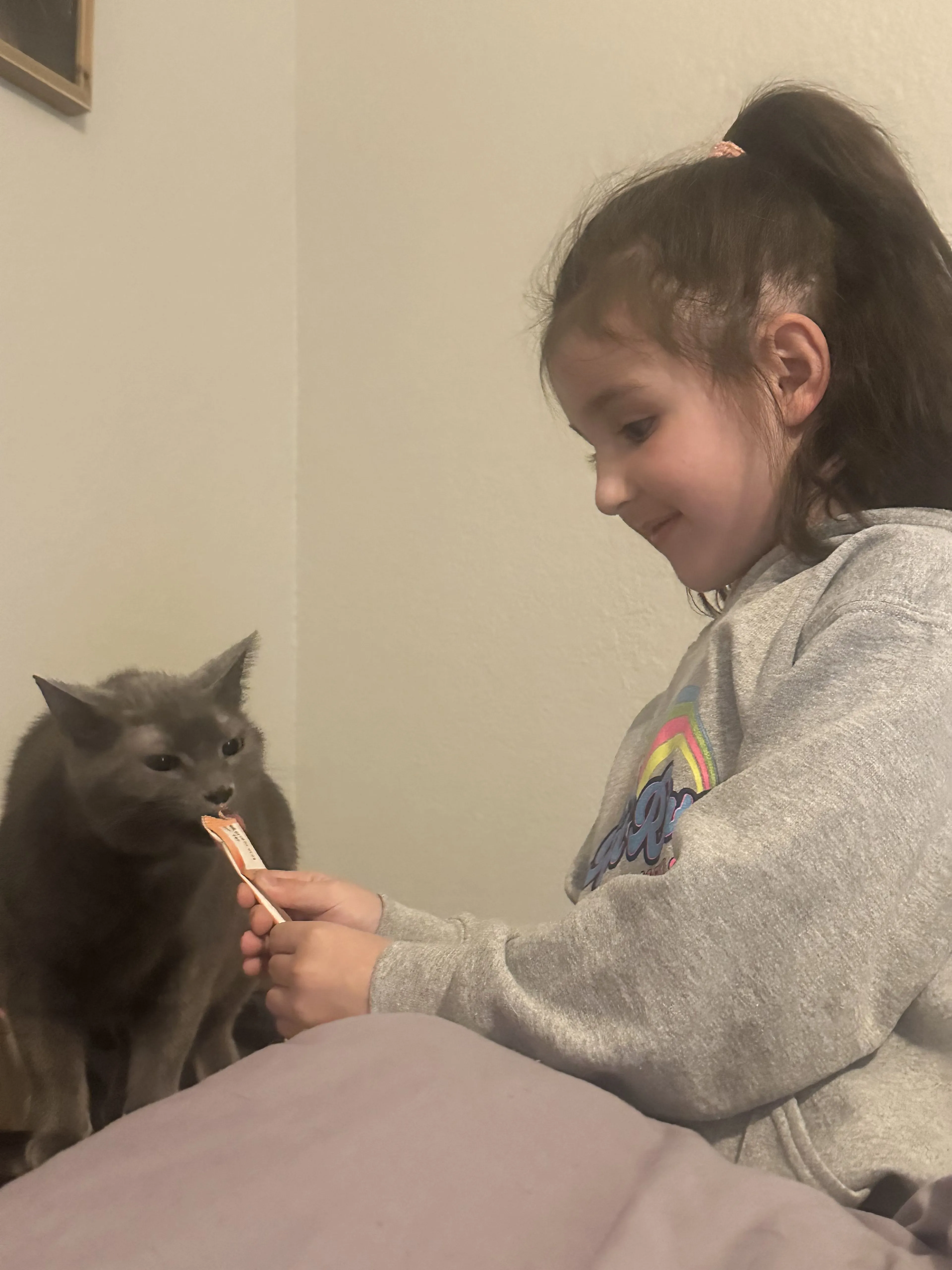 Lost pet-4