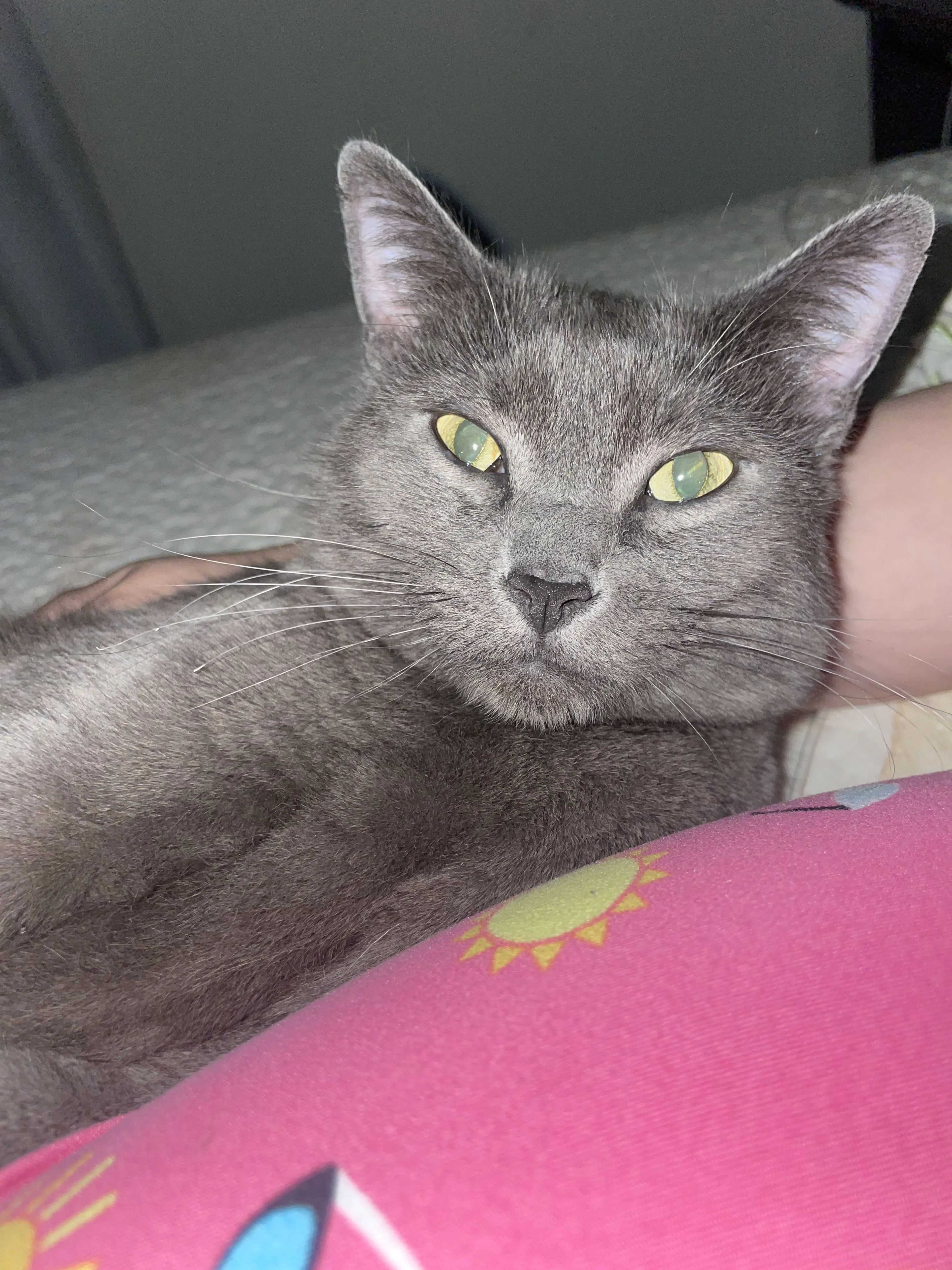 Lost pet-3