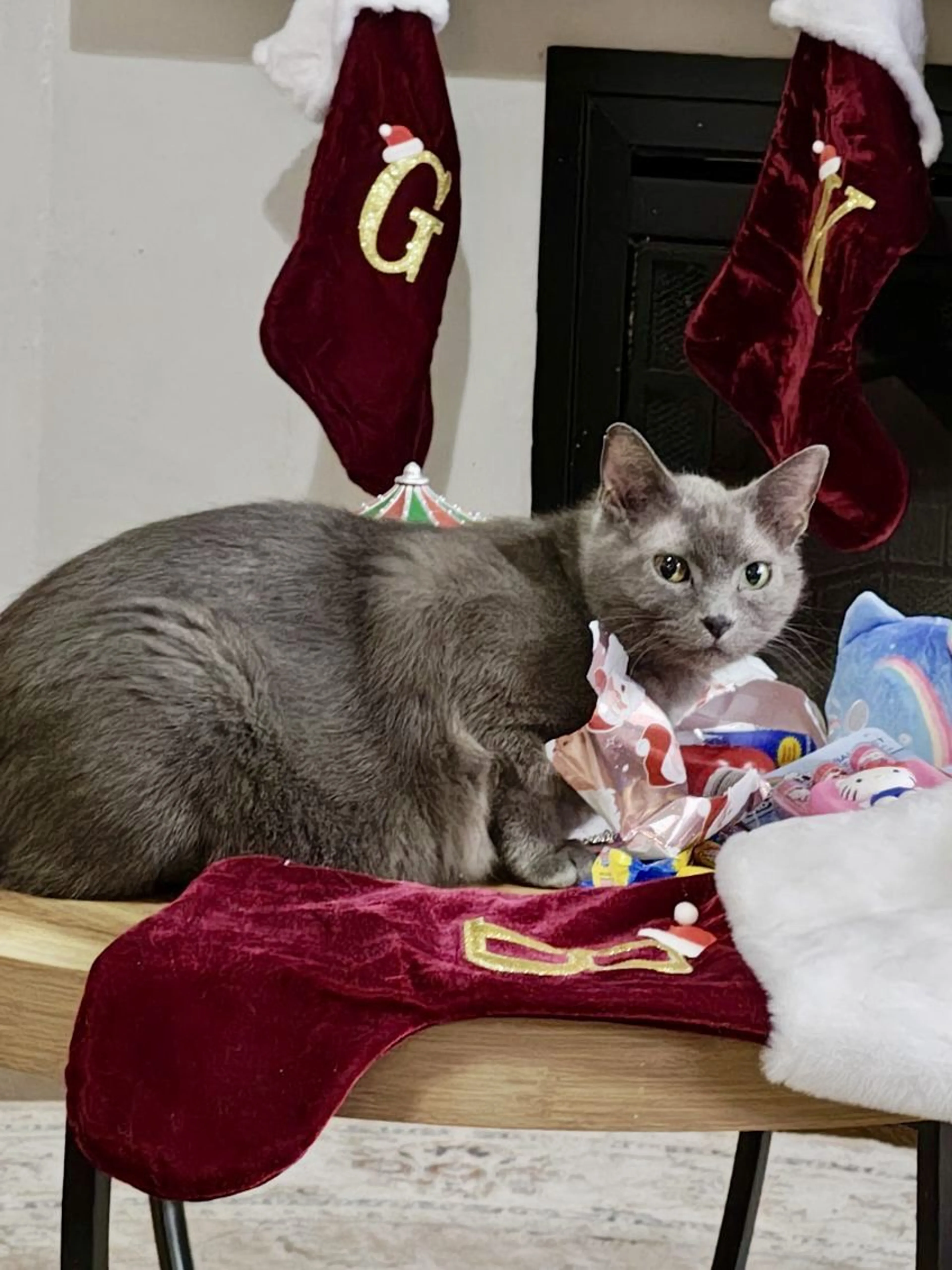 Lost pet-2
