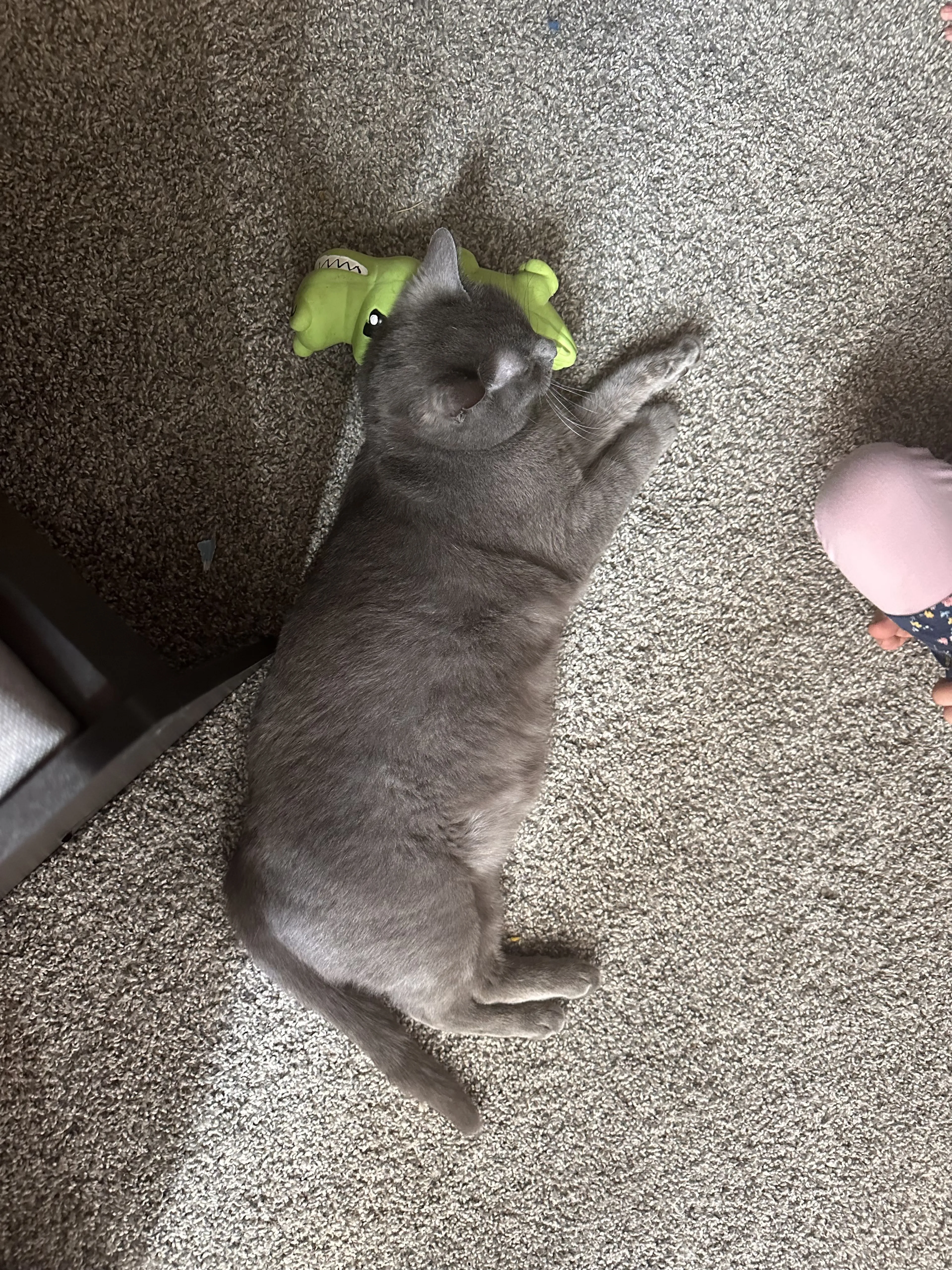Lost pet-1