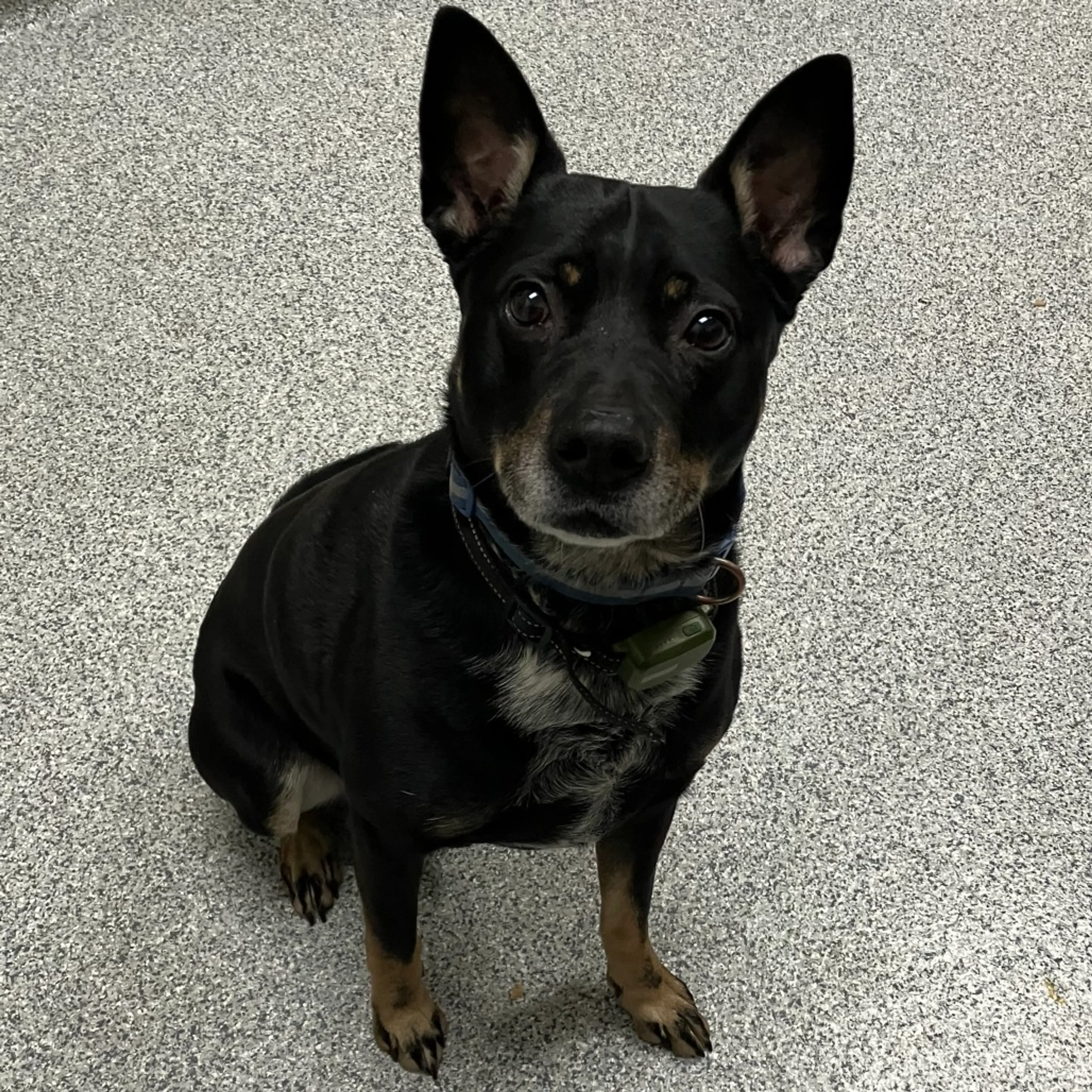 Found pet