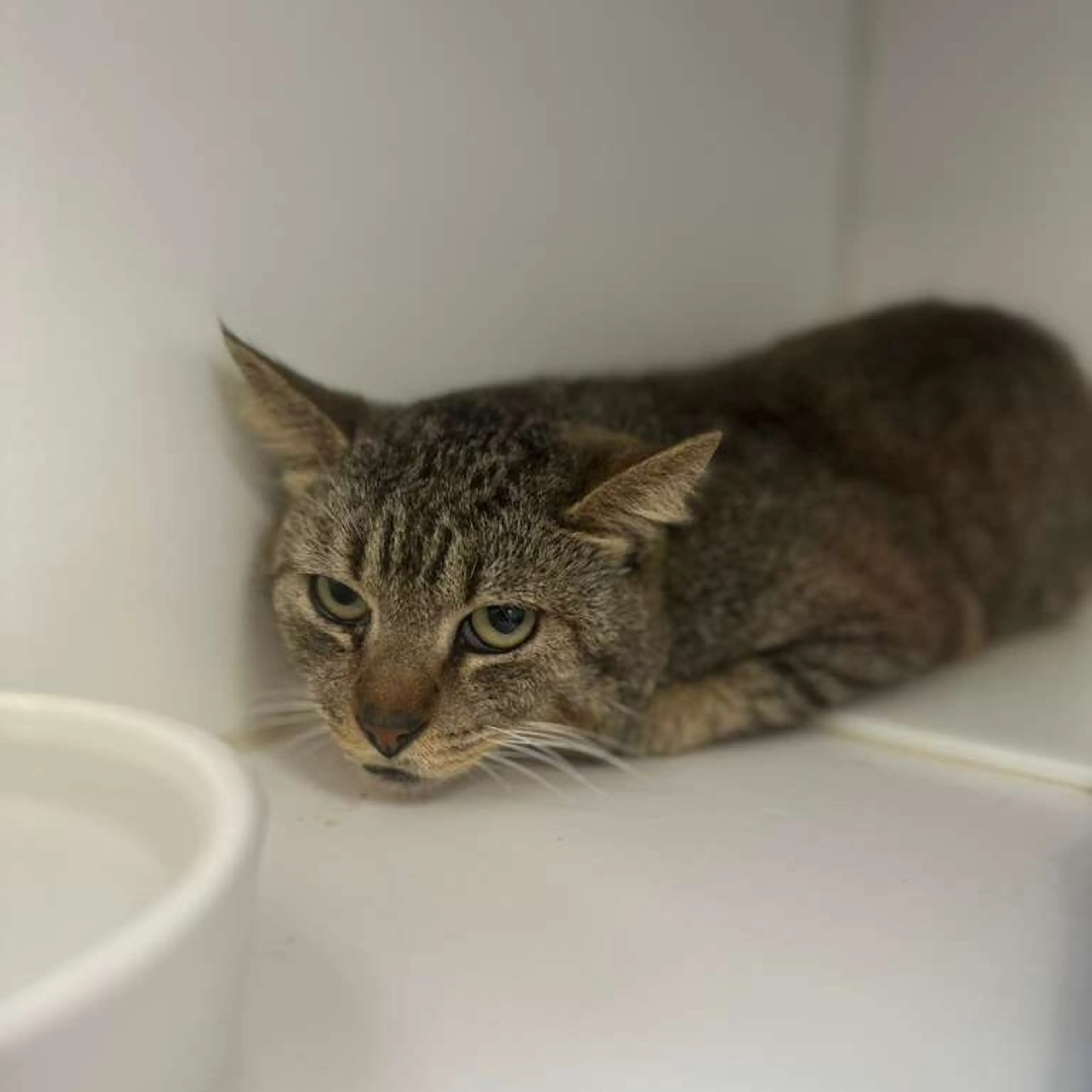 Found pet-1