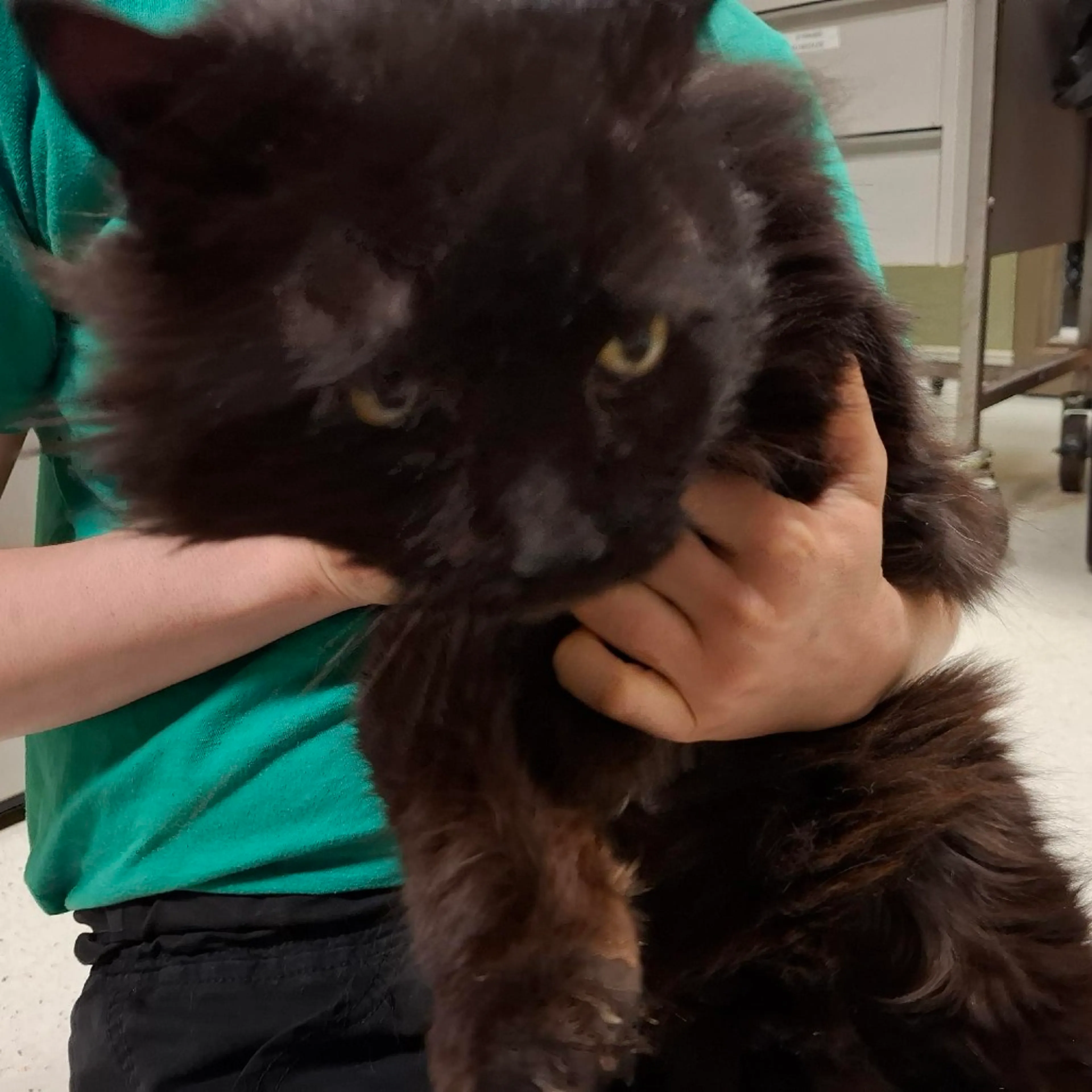 Found pet-1