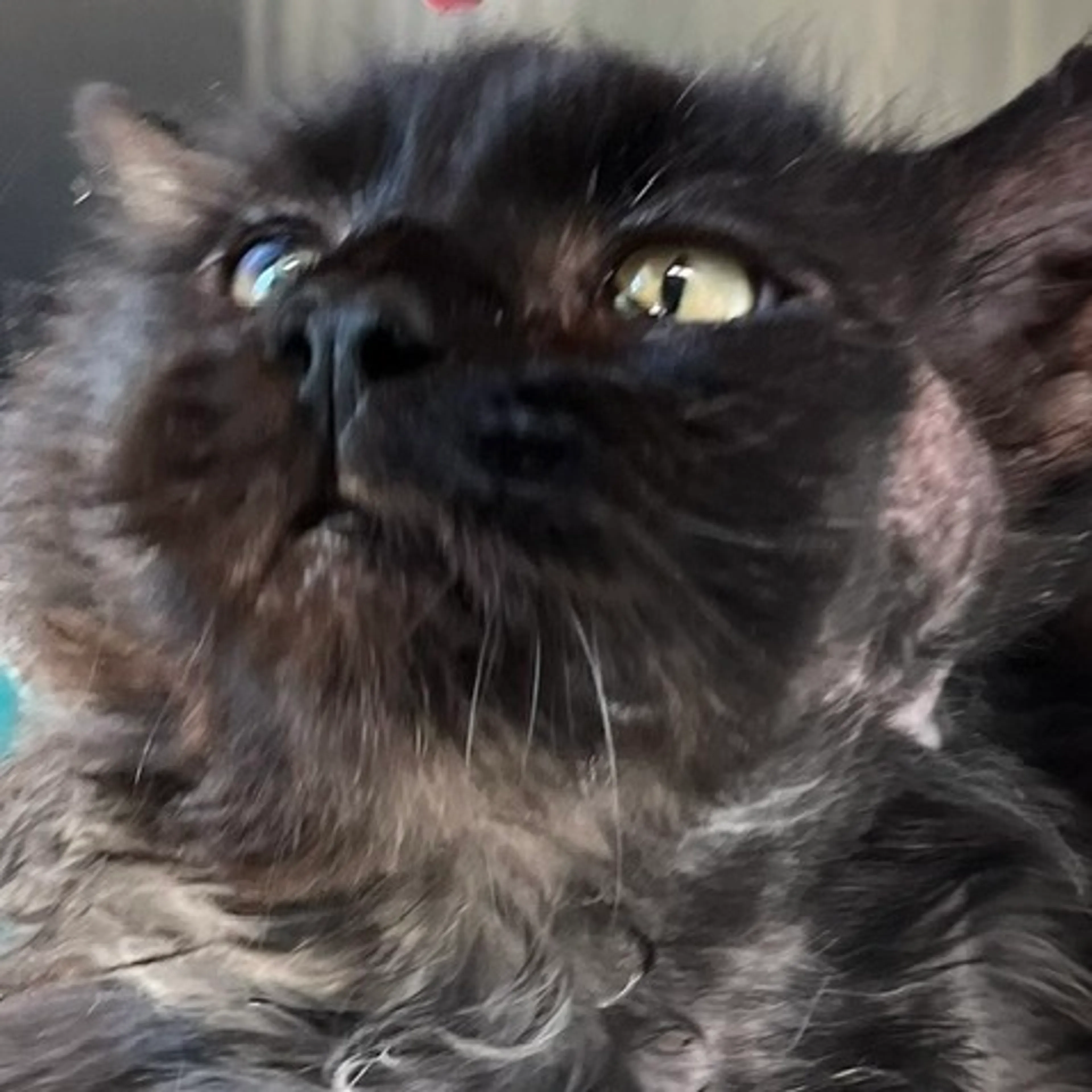 Found pet-0