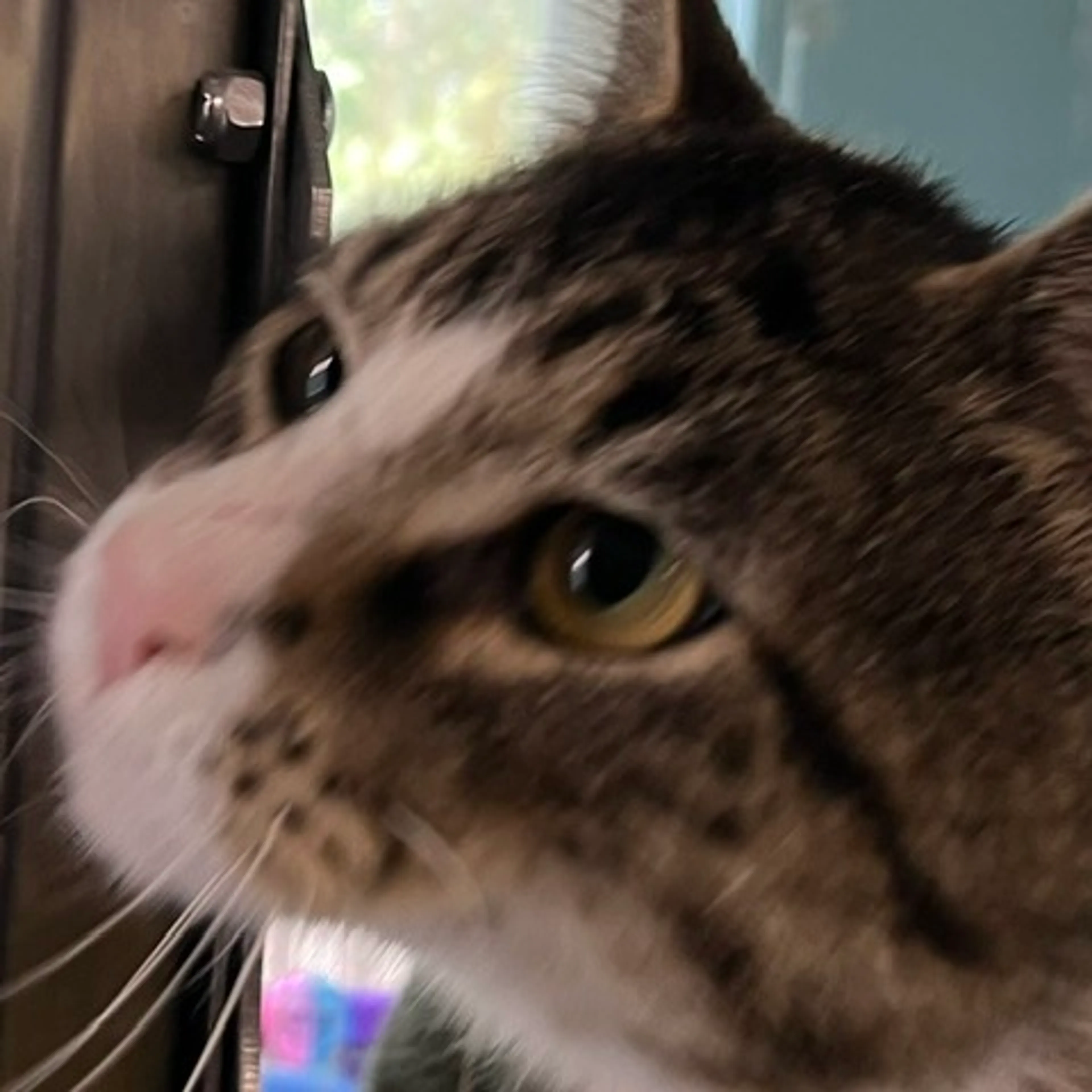 Found pet