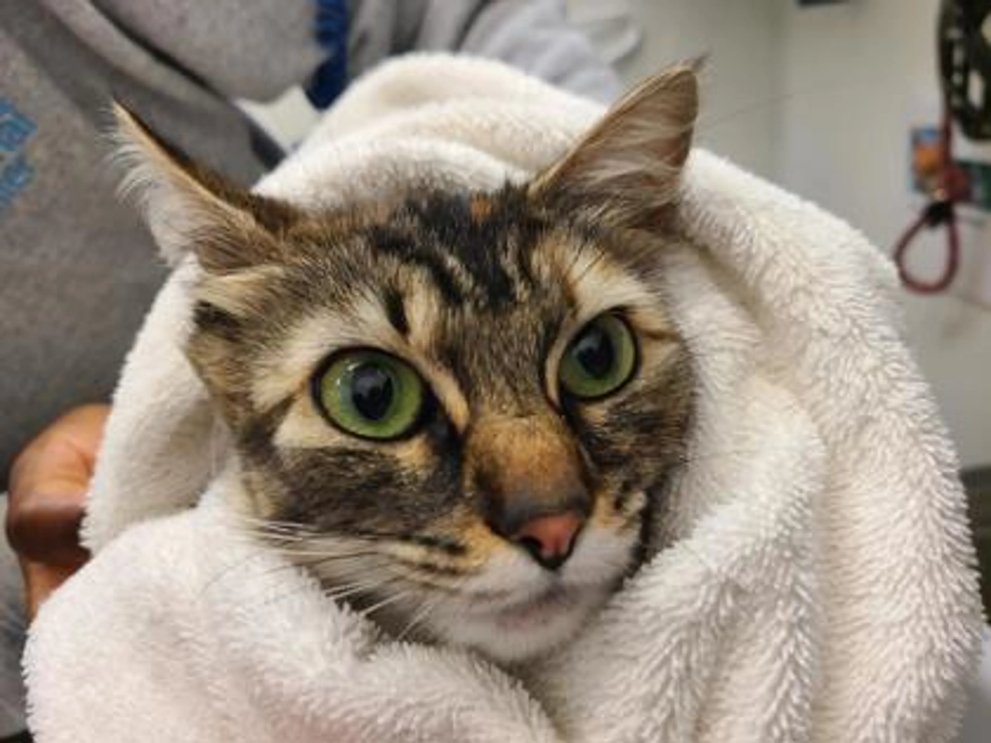Found pet