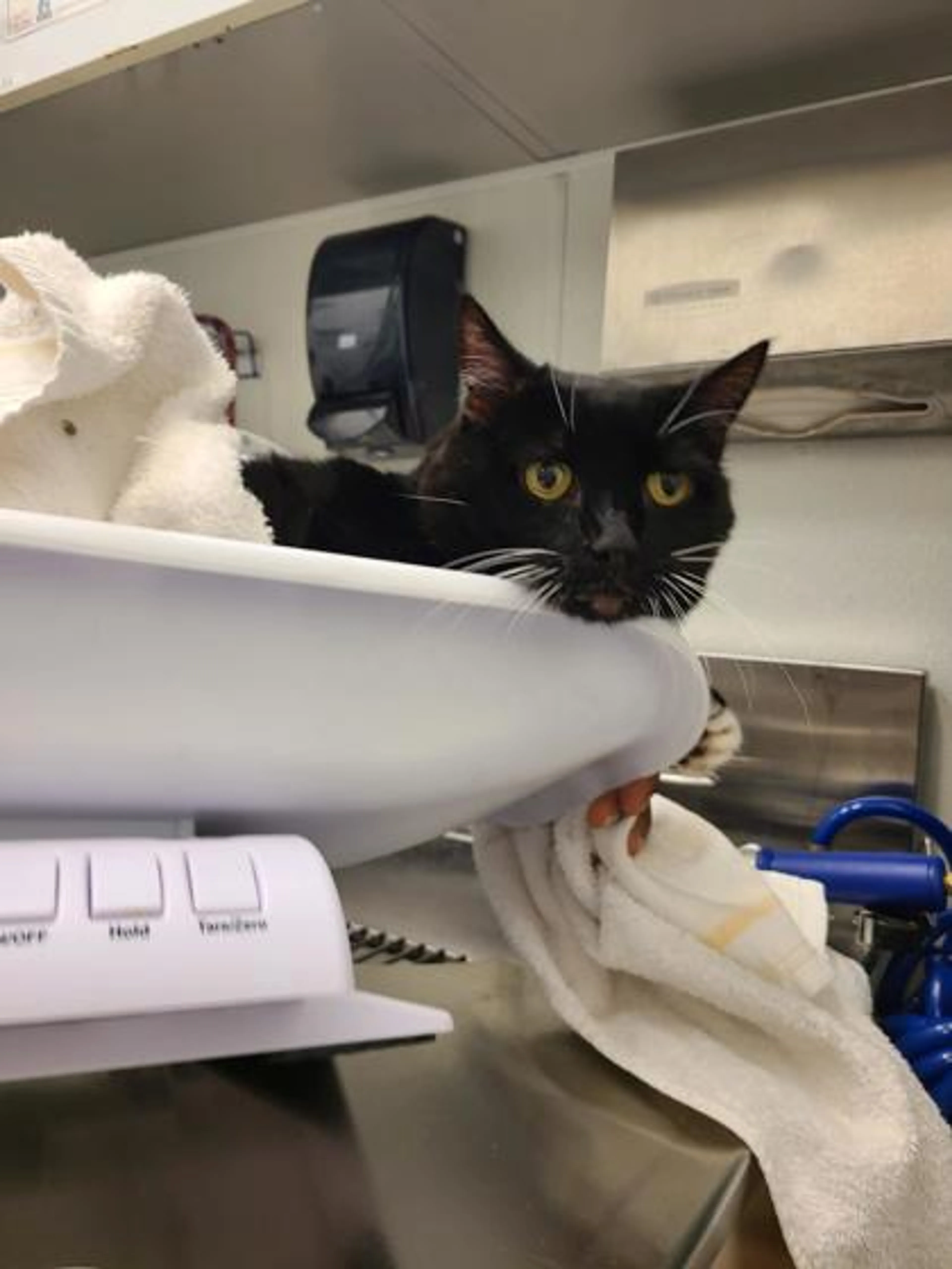 Found pet-1
