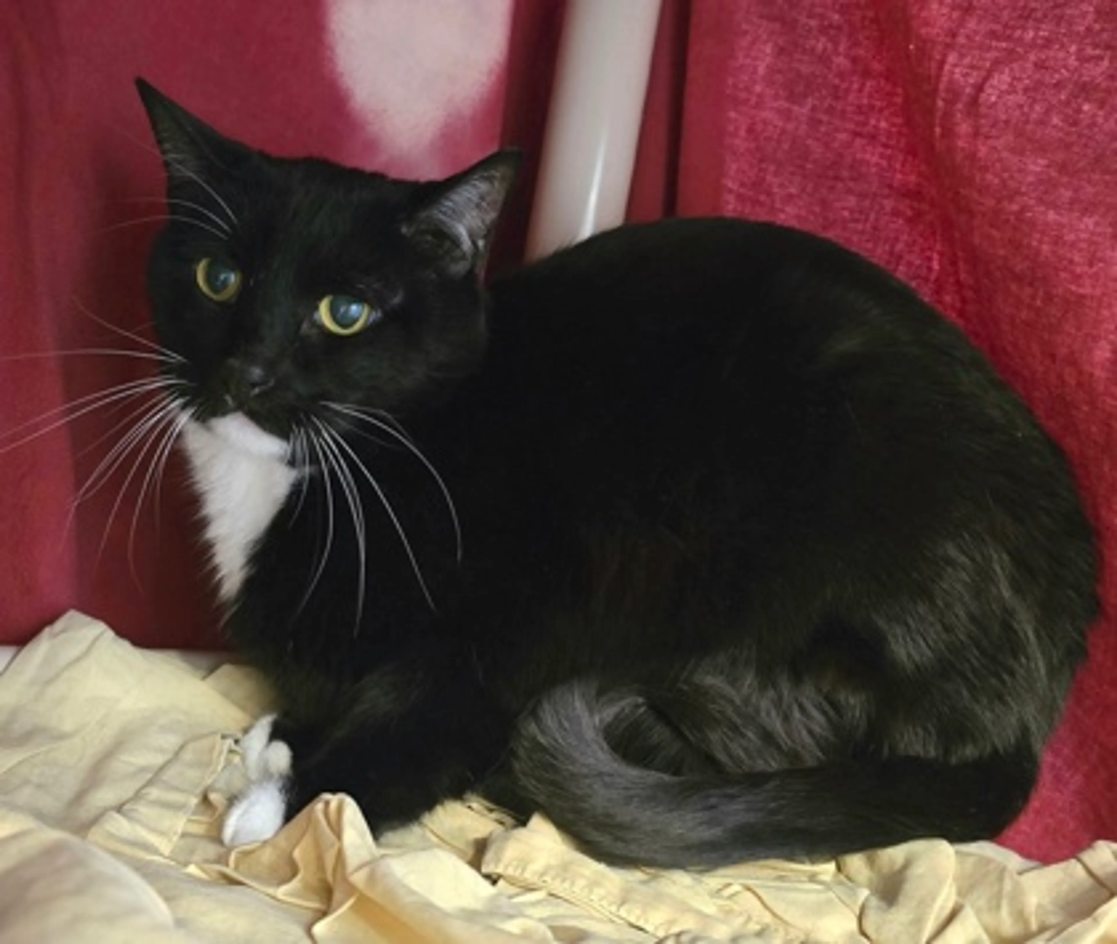 Found pet-2