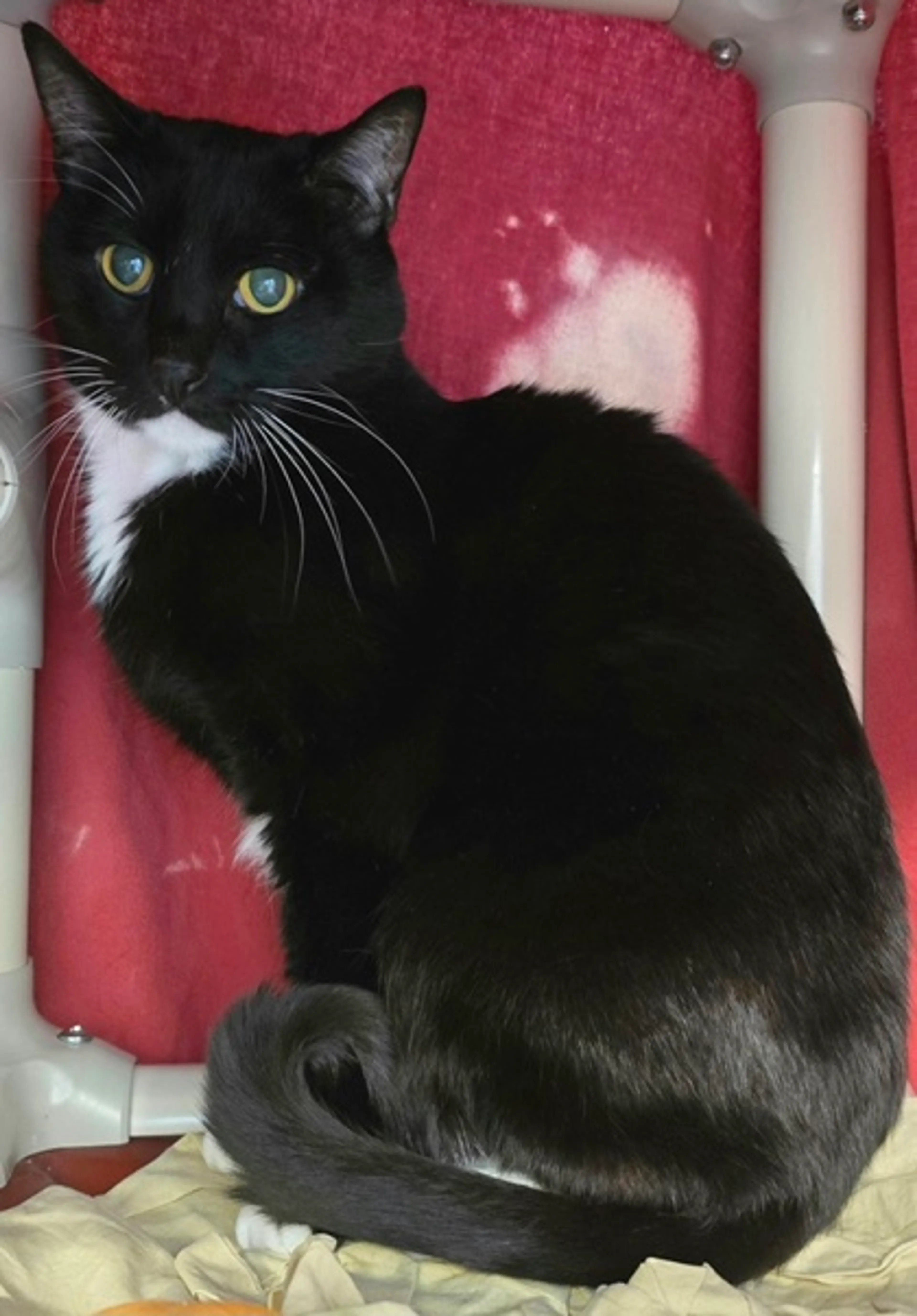 Found pet-1