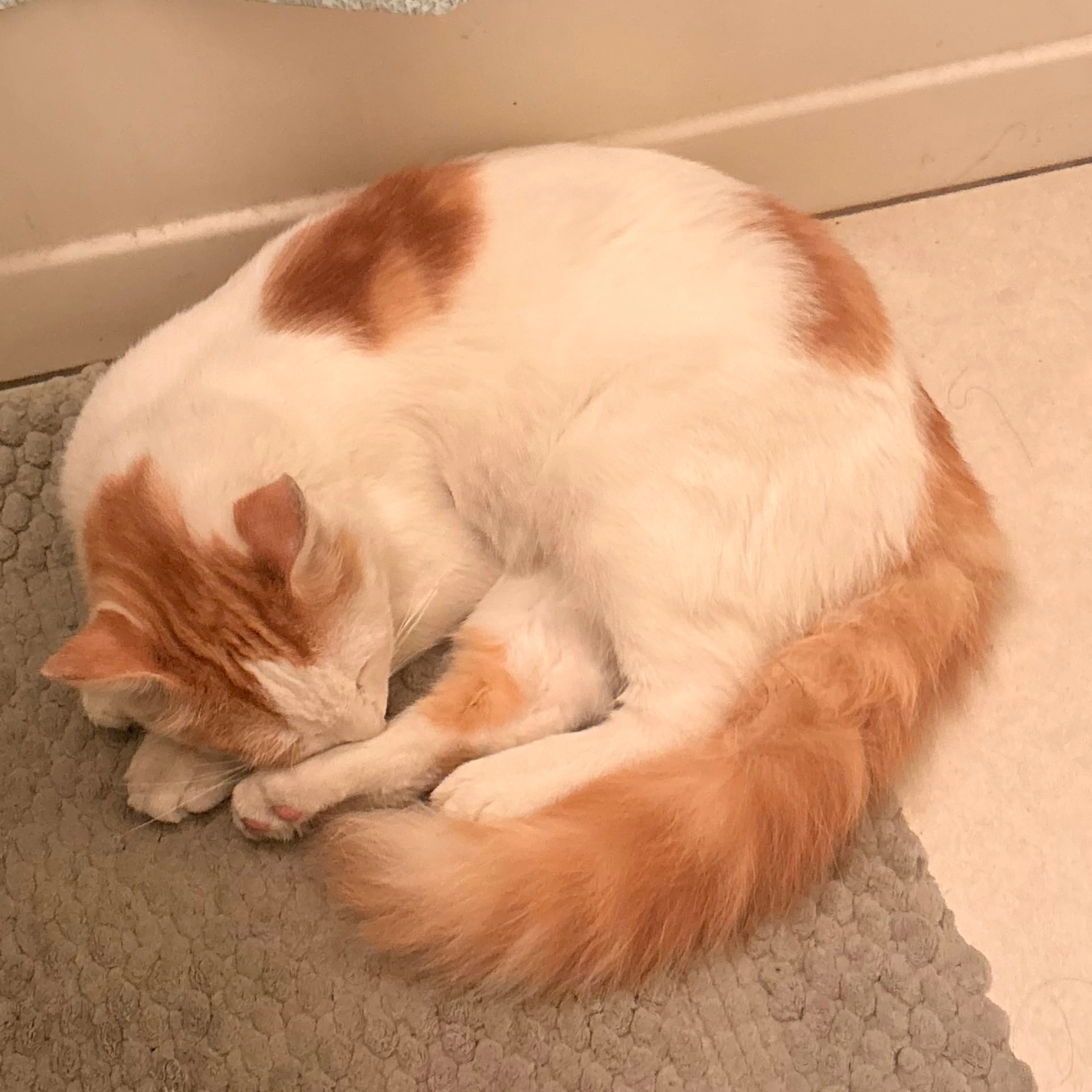 Lost pet-3