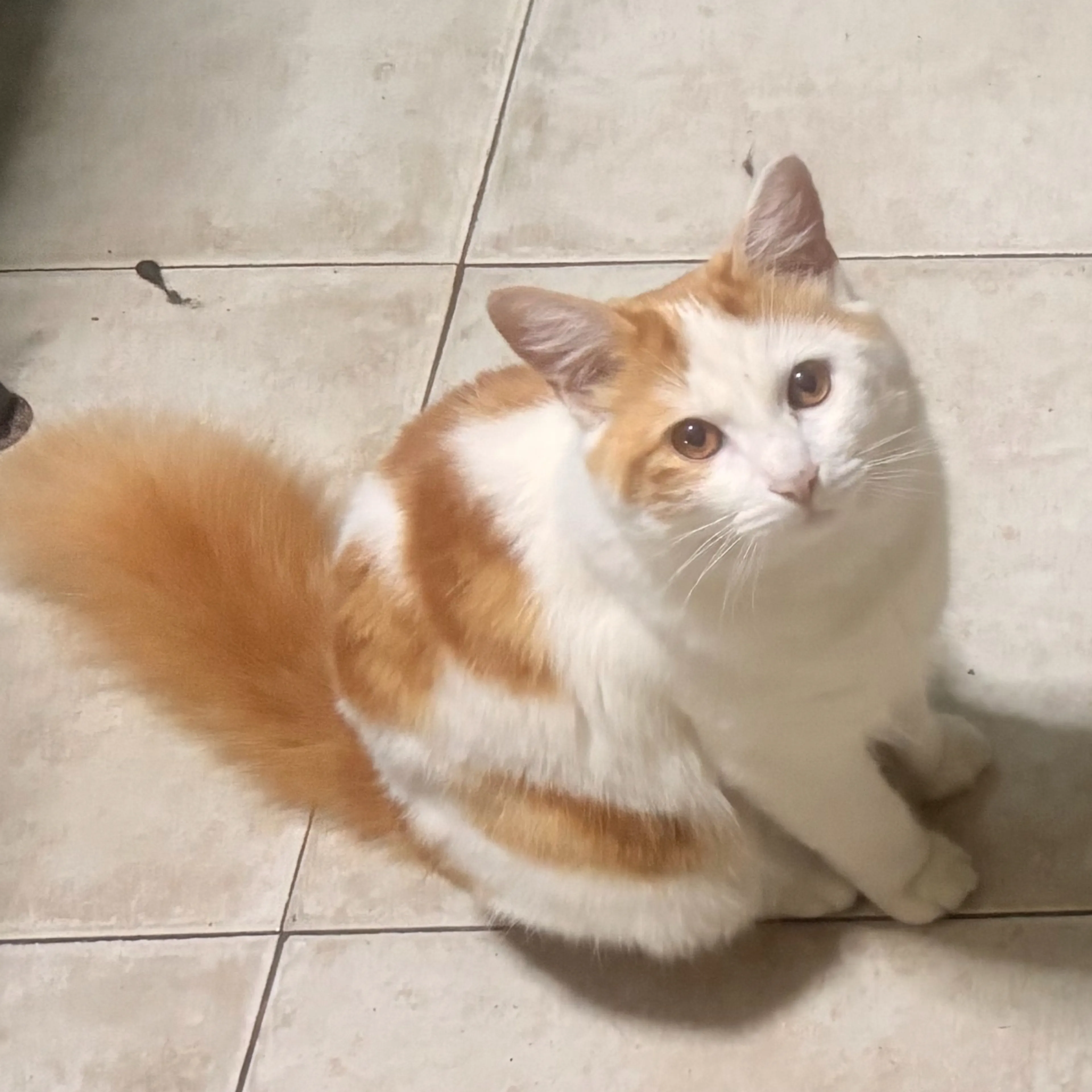 Lost pet-0