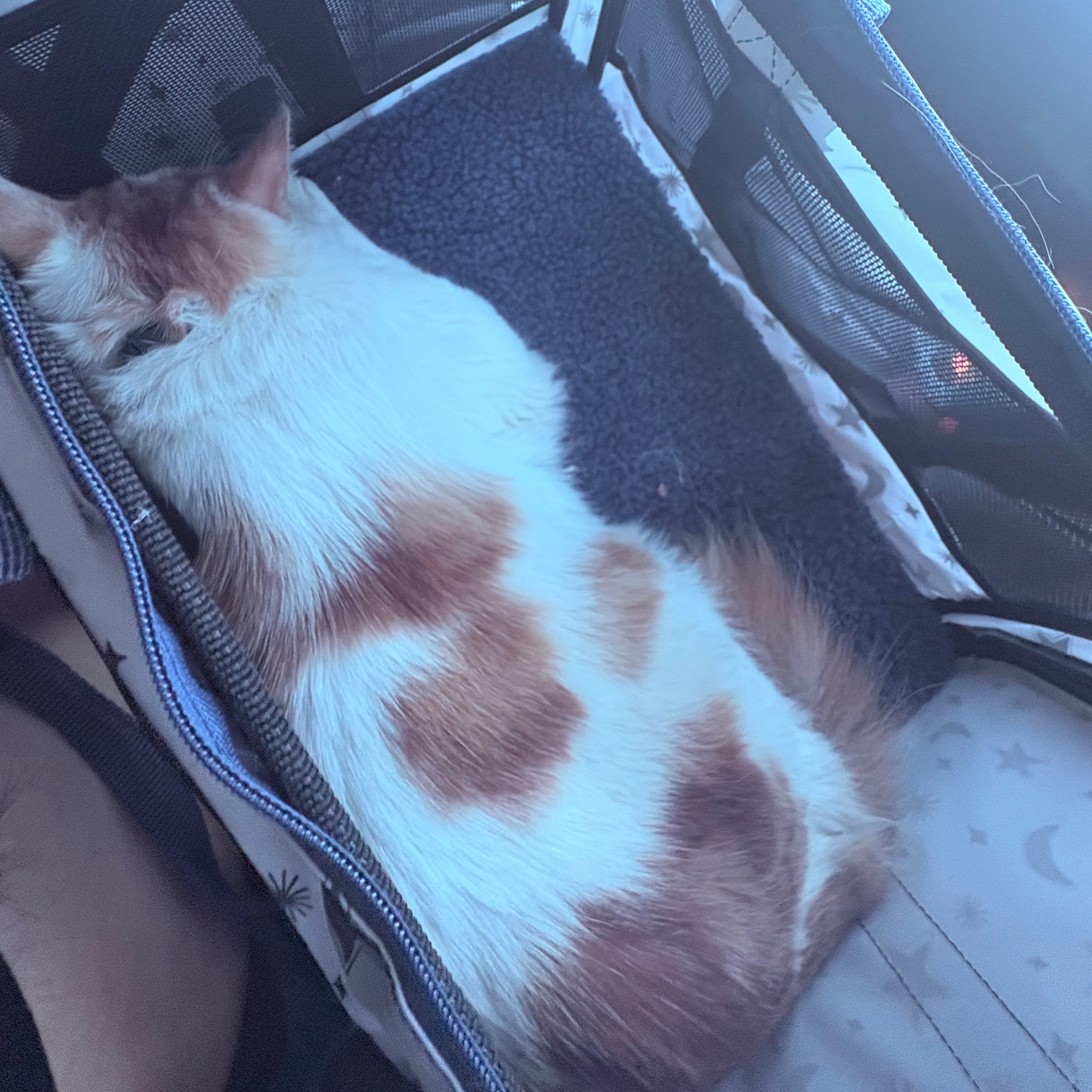Lost pet-1