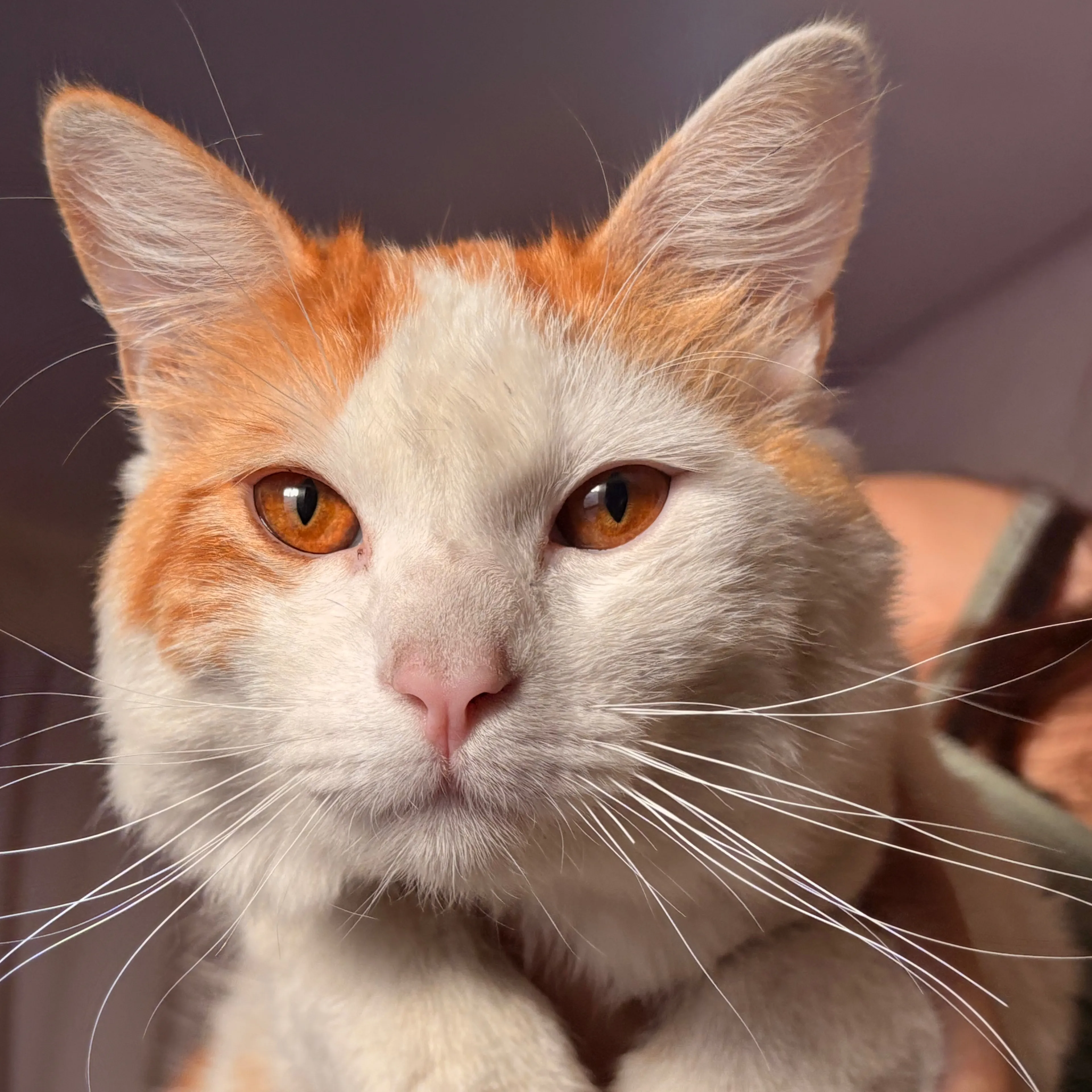 Lost pet-2