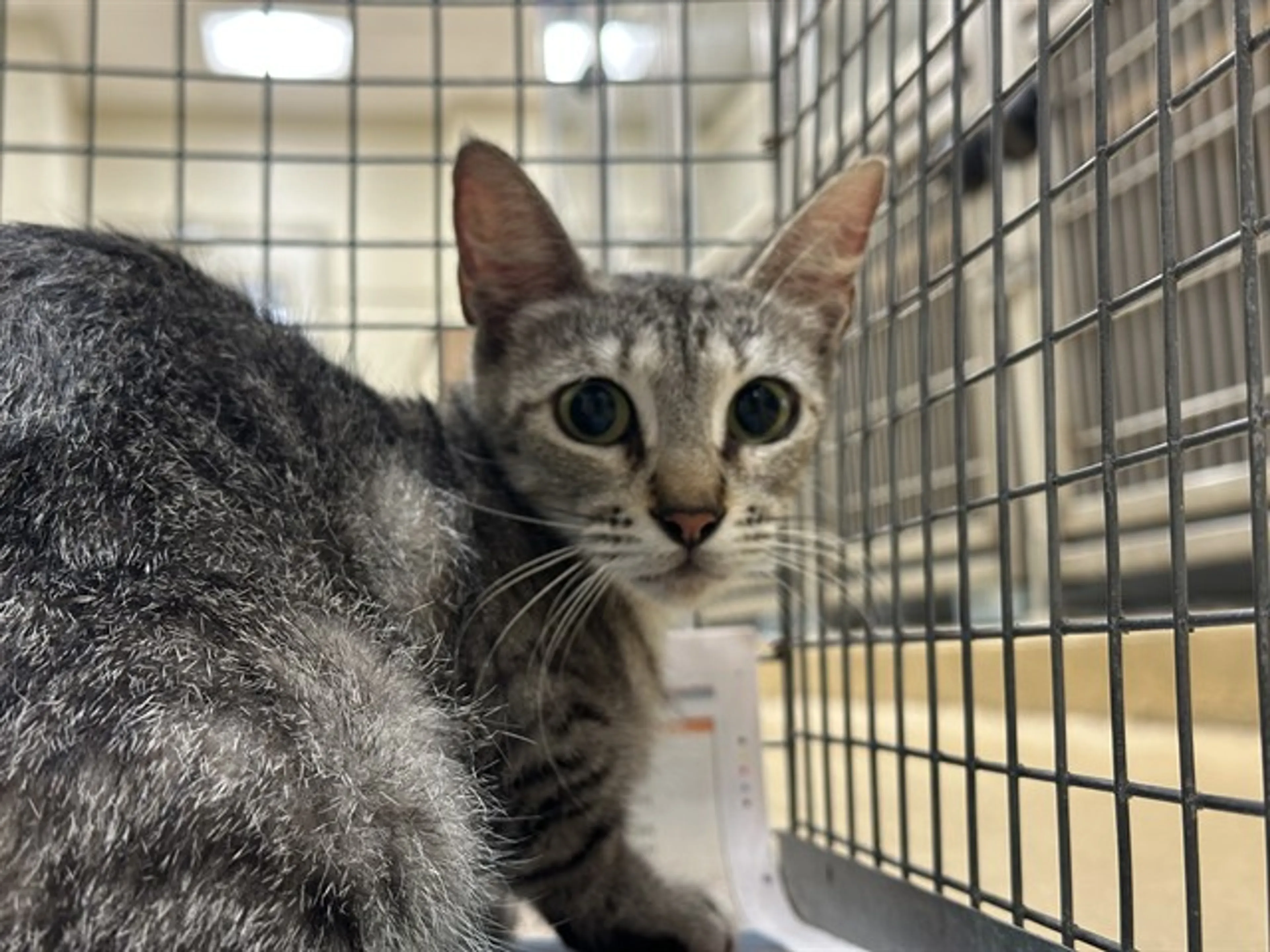 Found pet