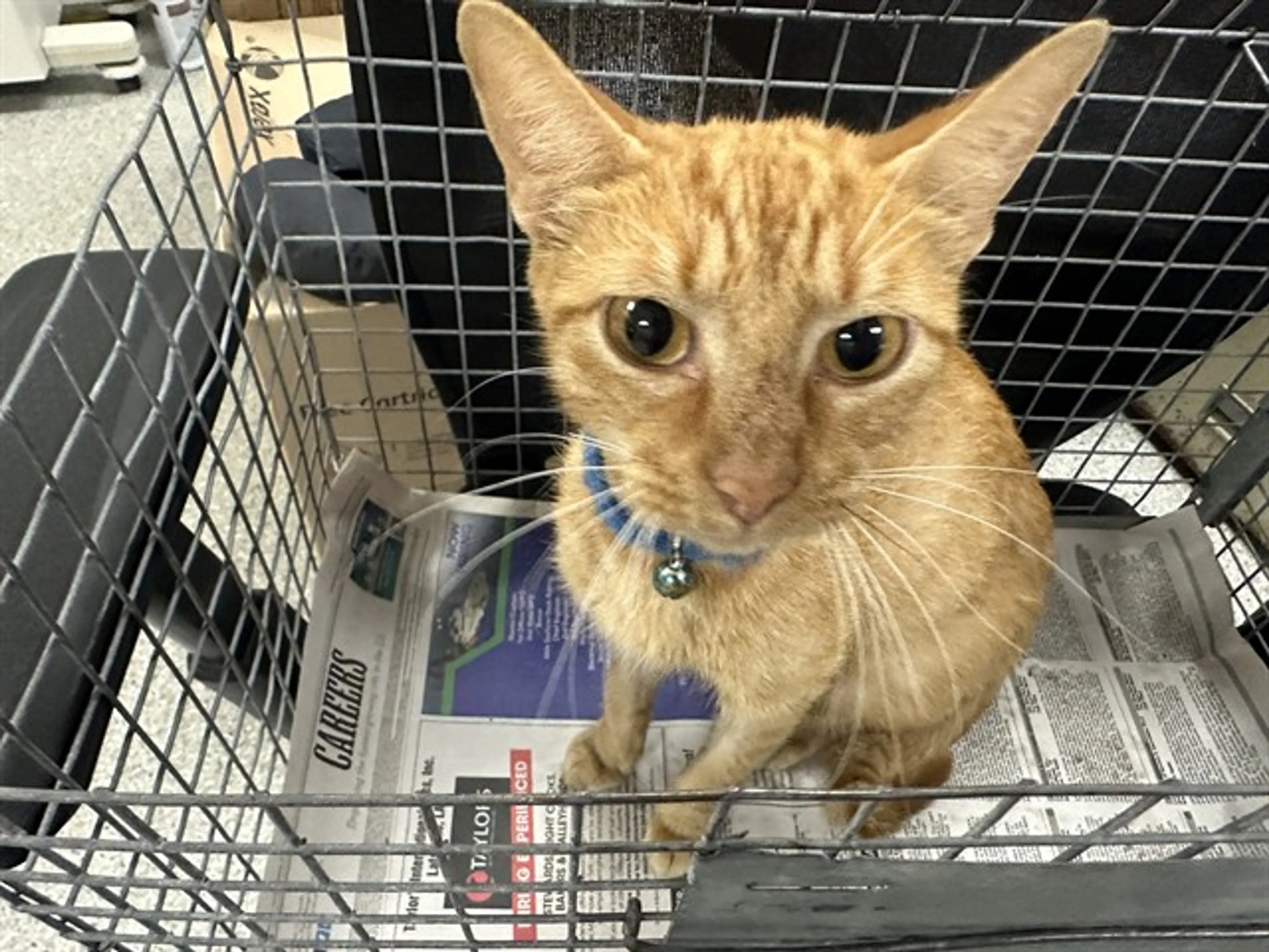 Found pet