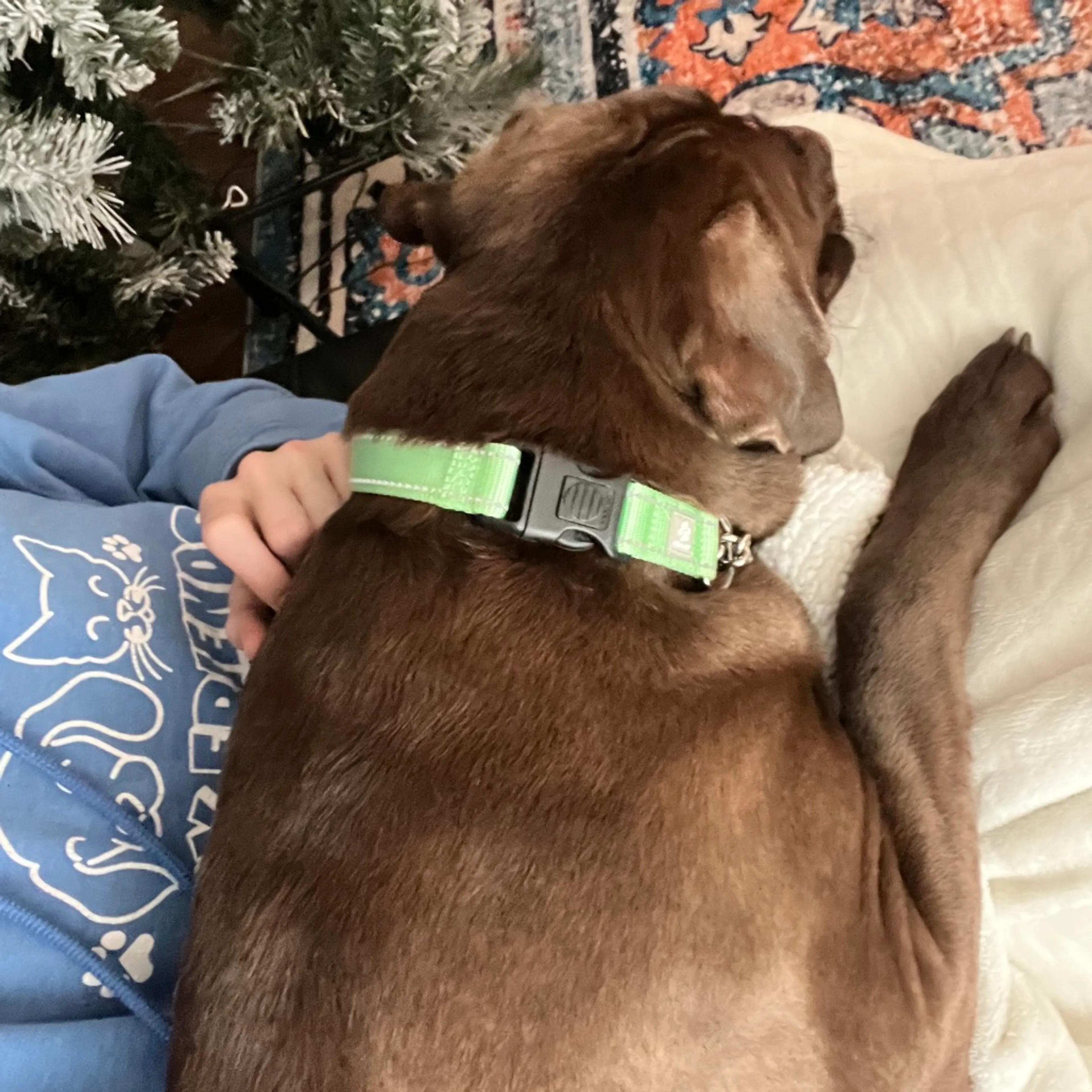 Found pet-2