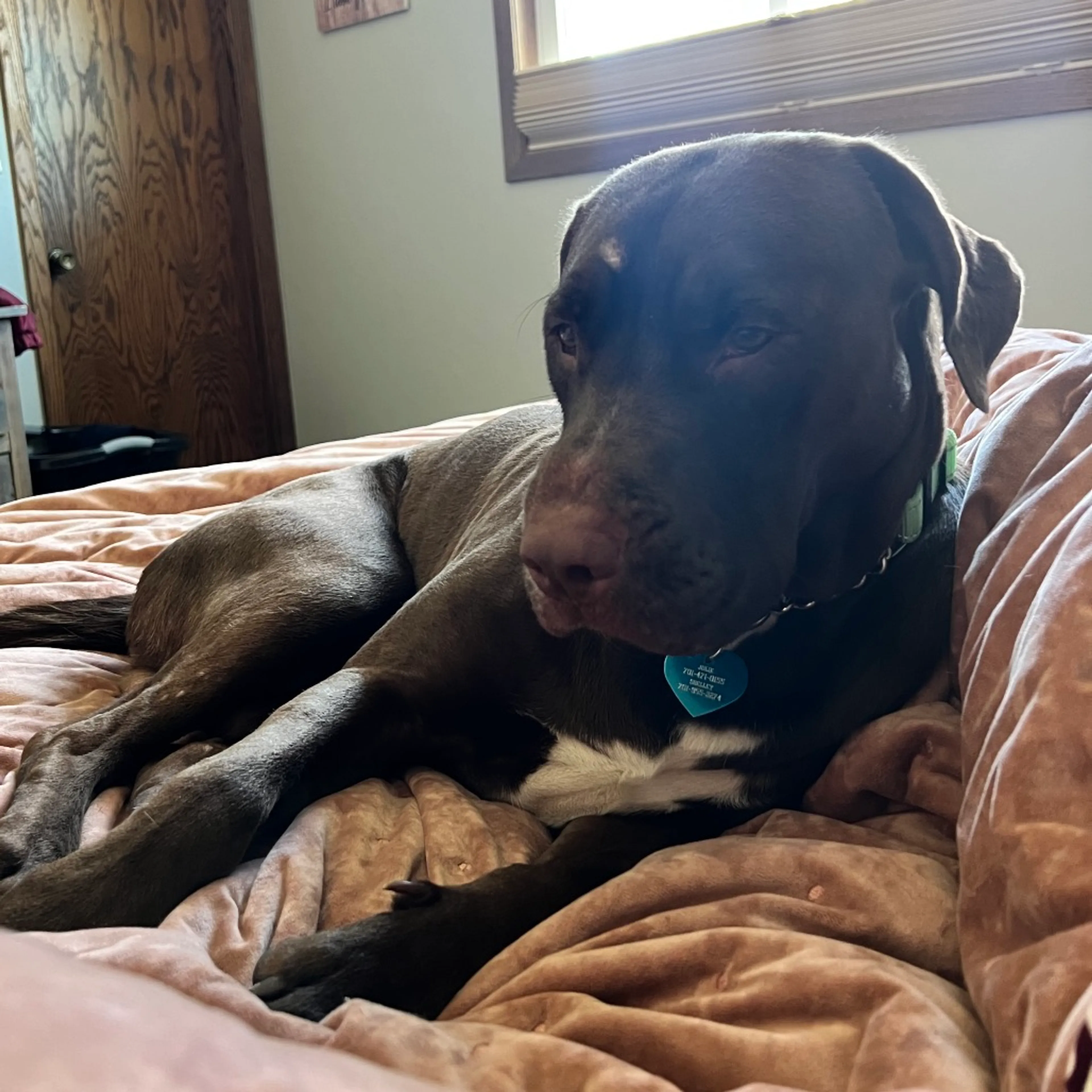 Found pet-4