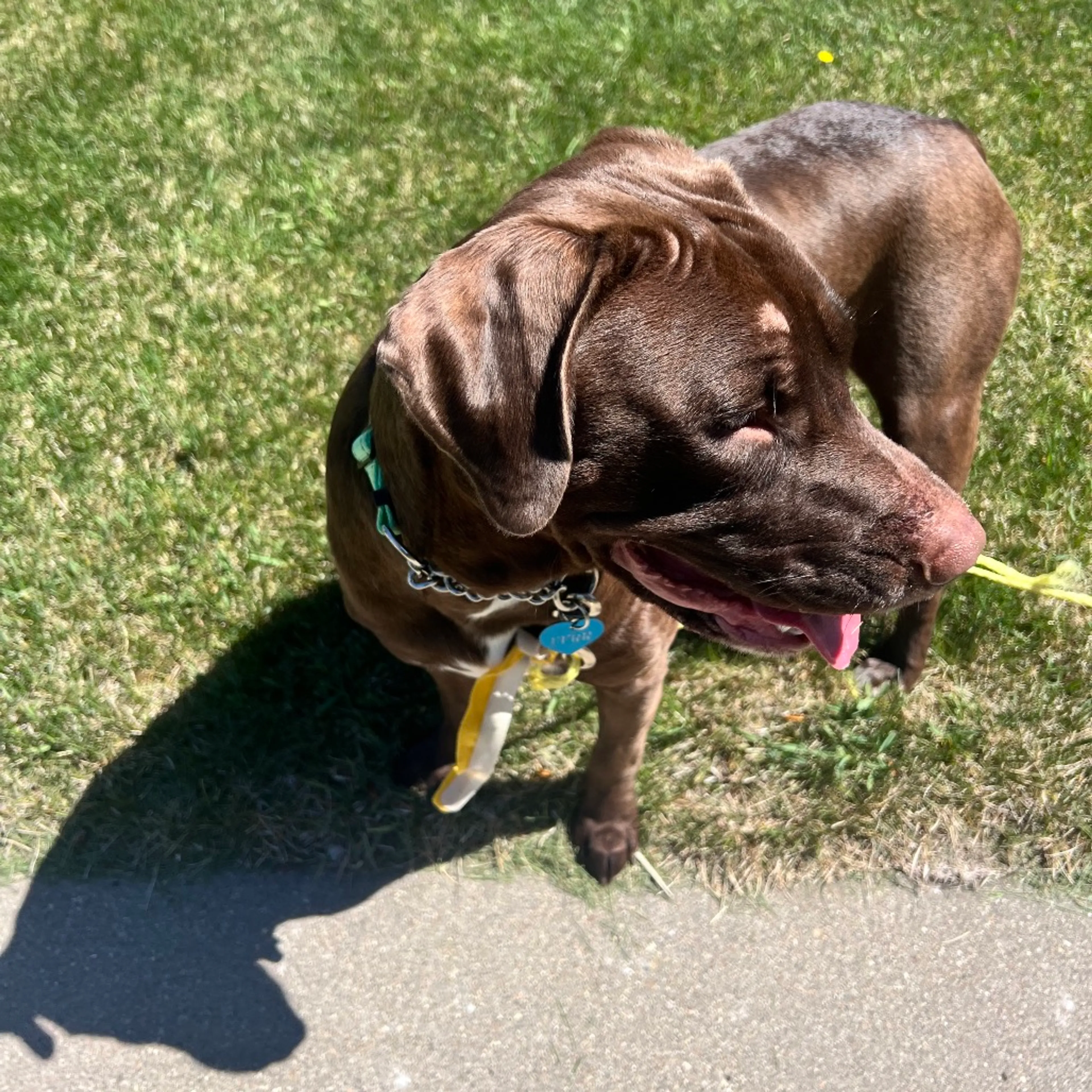 Found pet-6