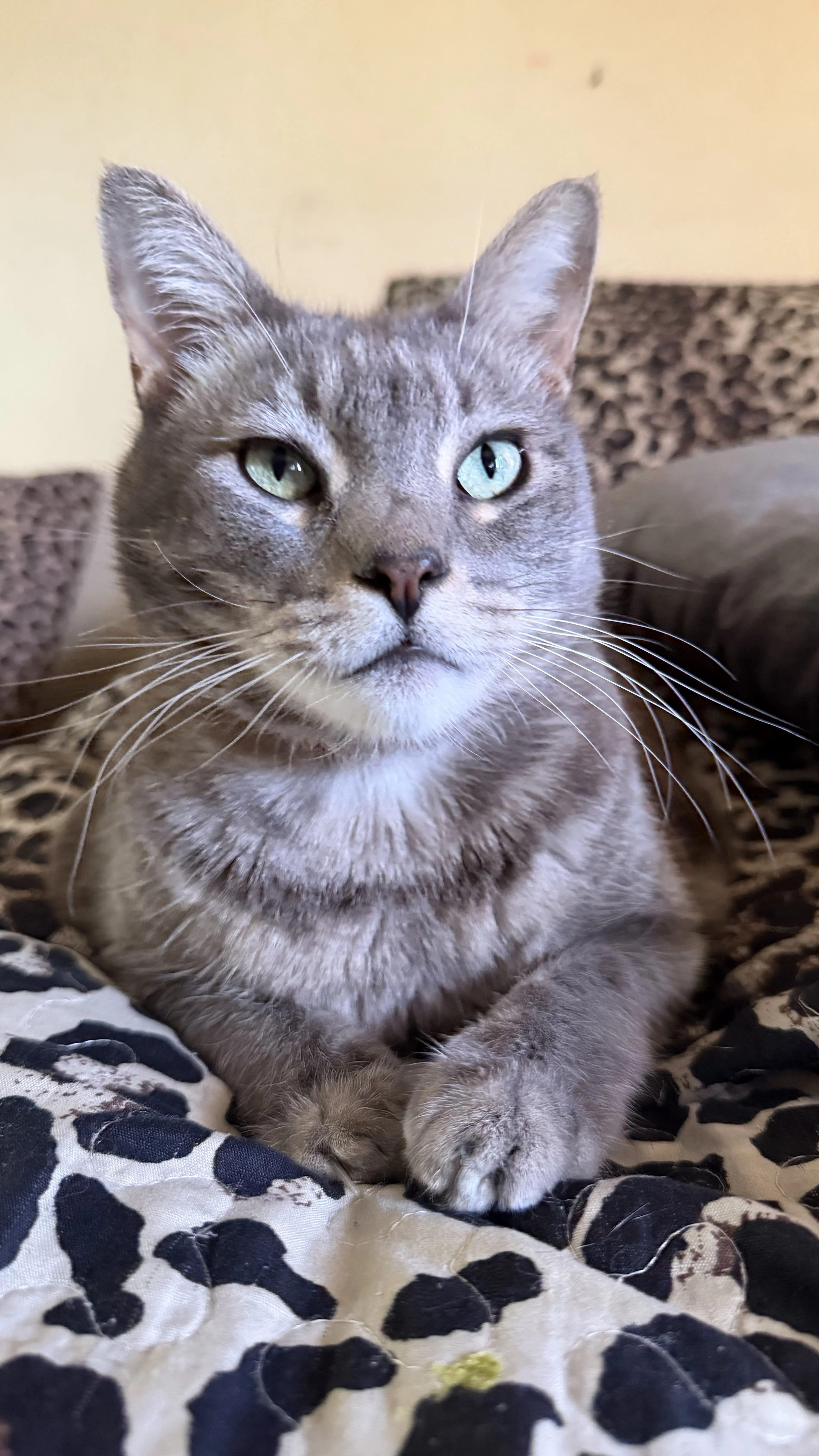 Lost pet-2