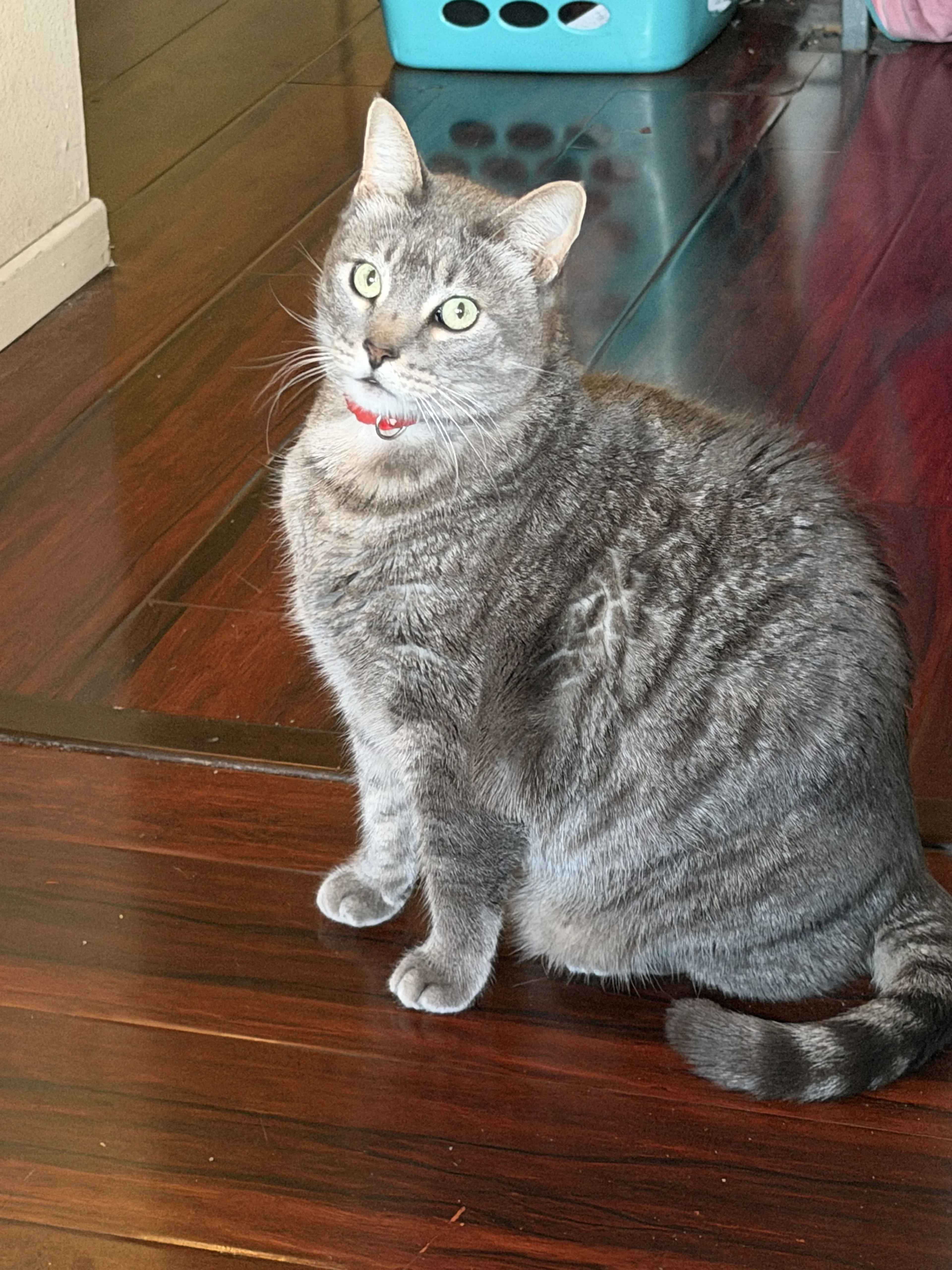 Lost pet-1