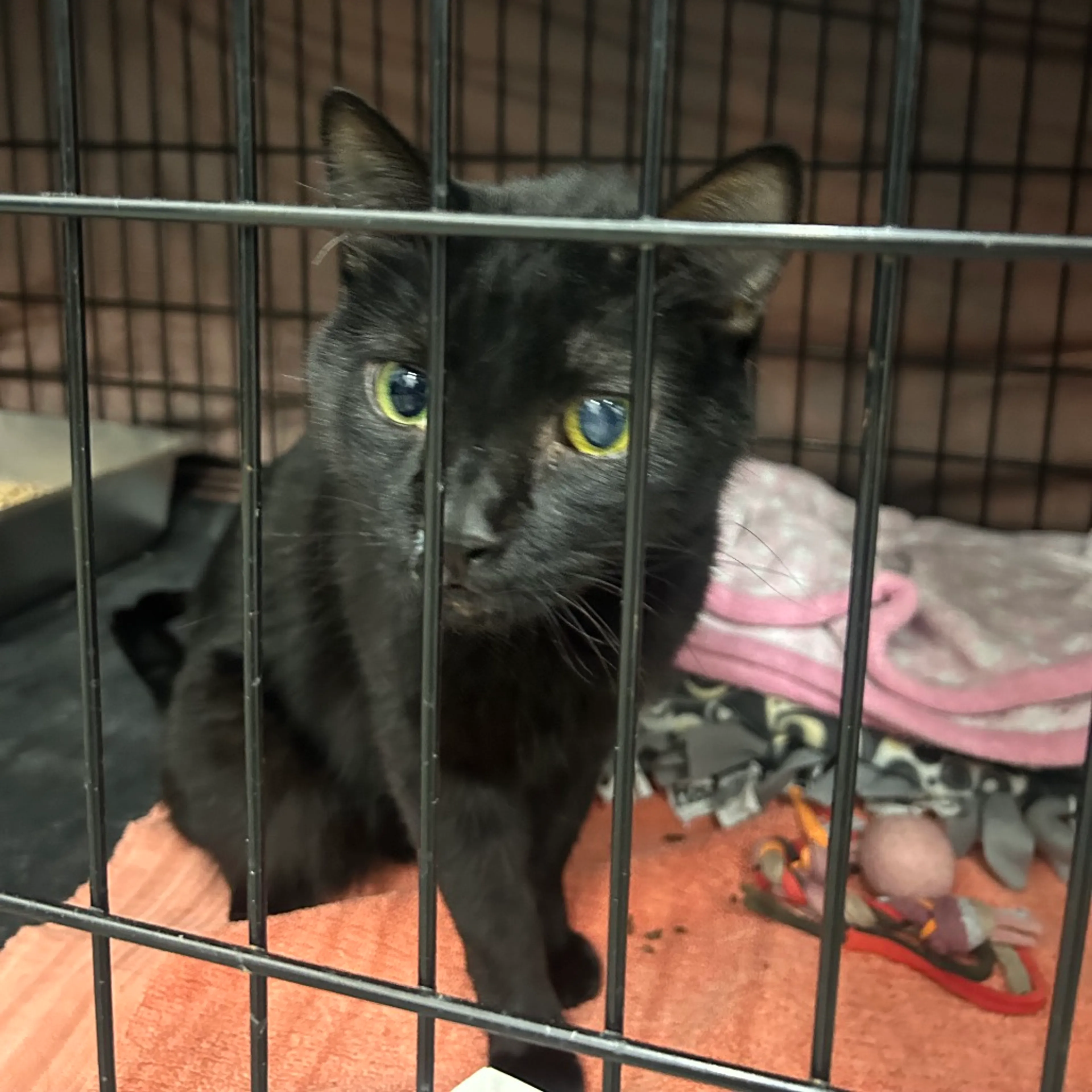 Found pet-1