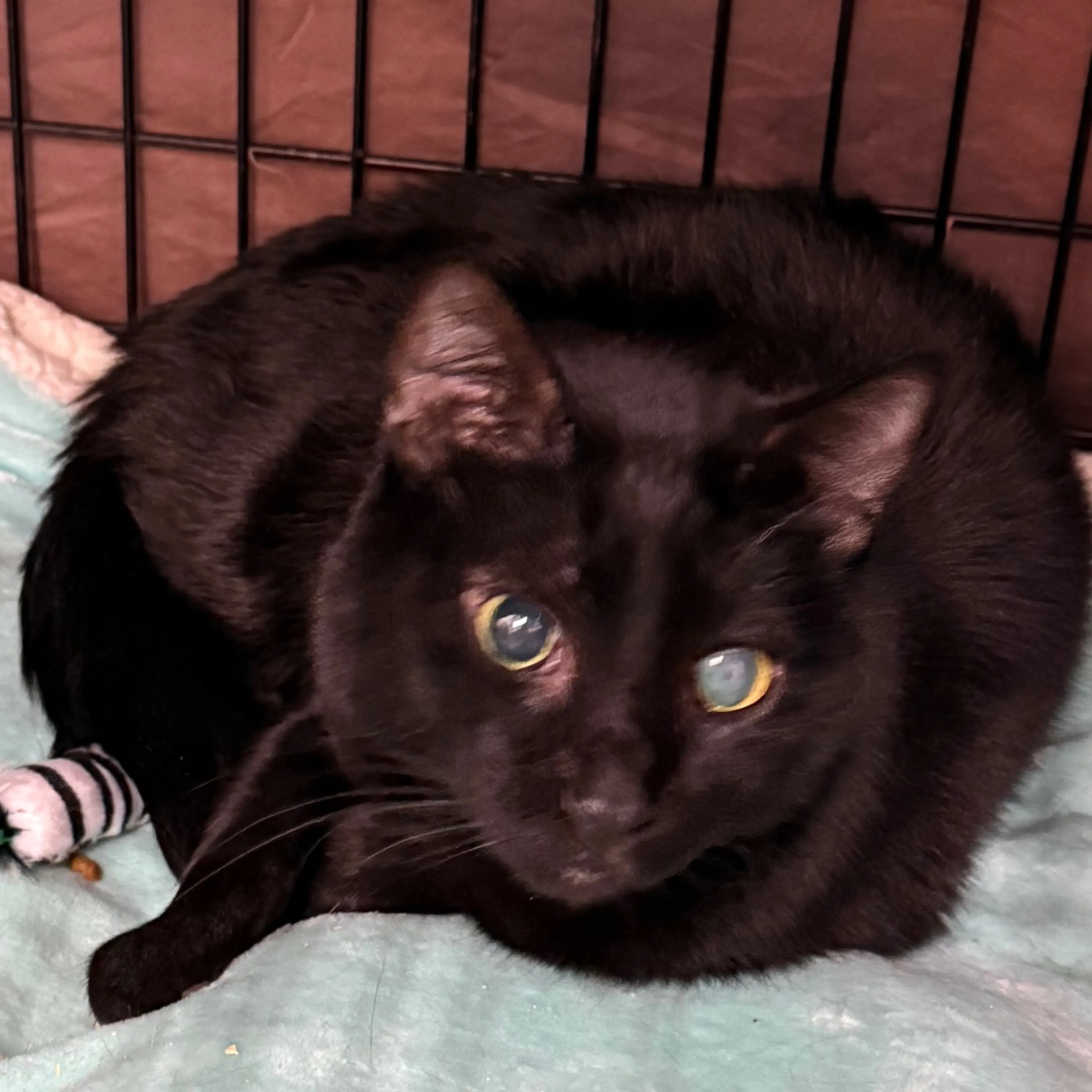 Found pet-2