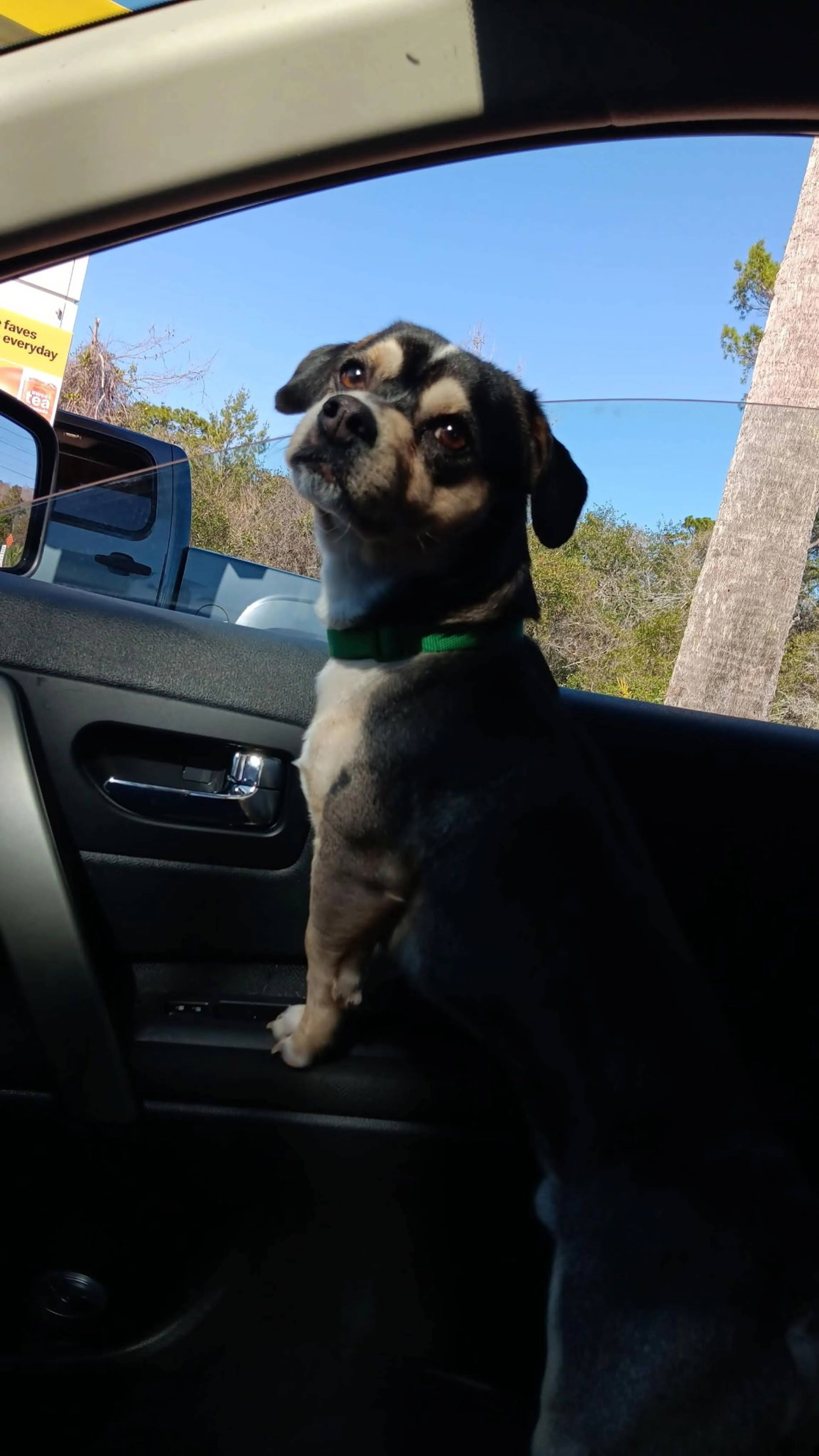 Lost pet-2