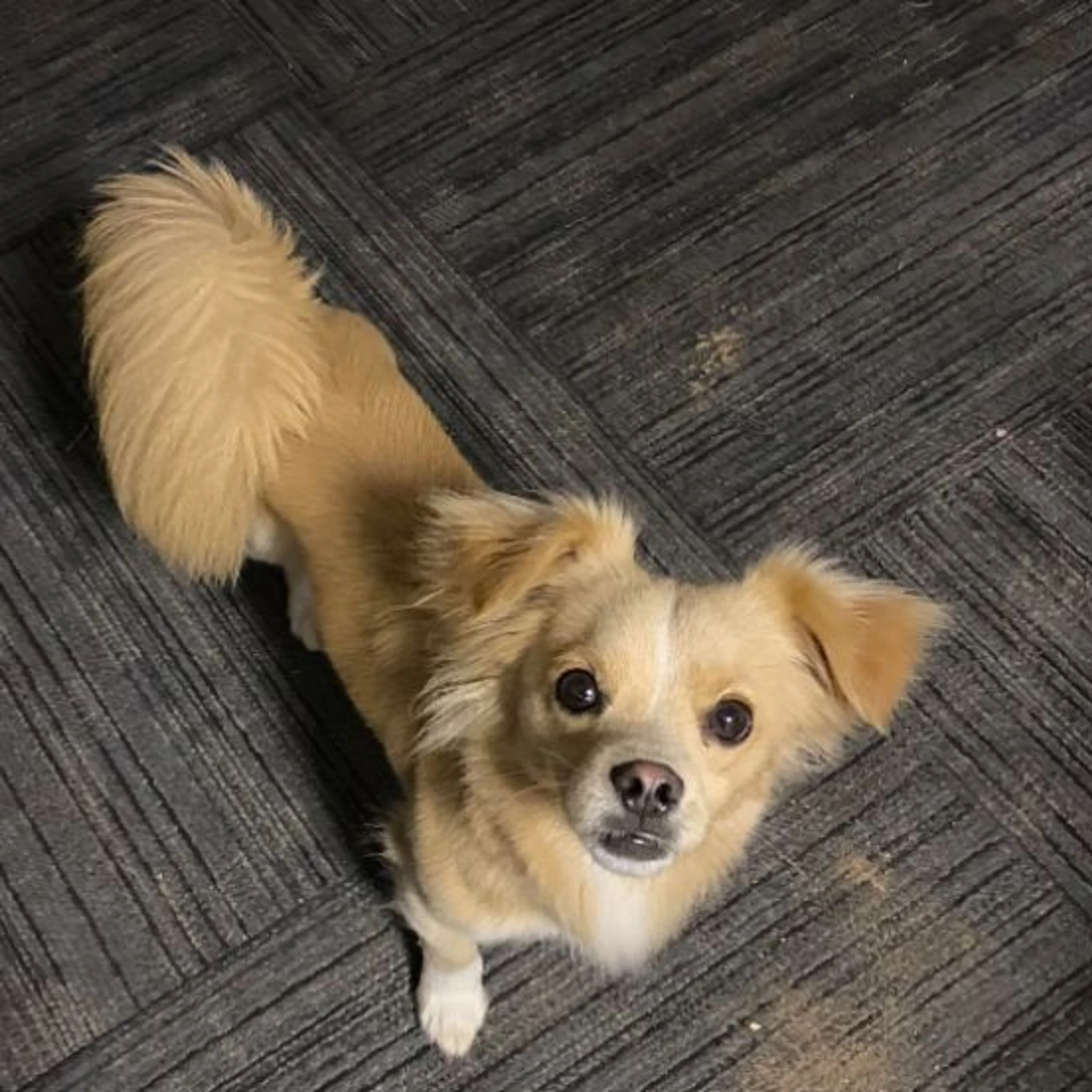 Lost pet-0