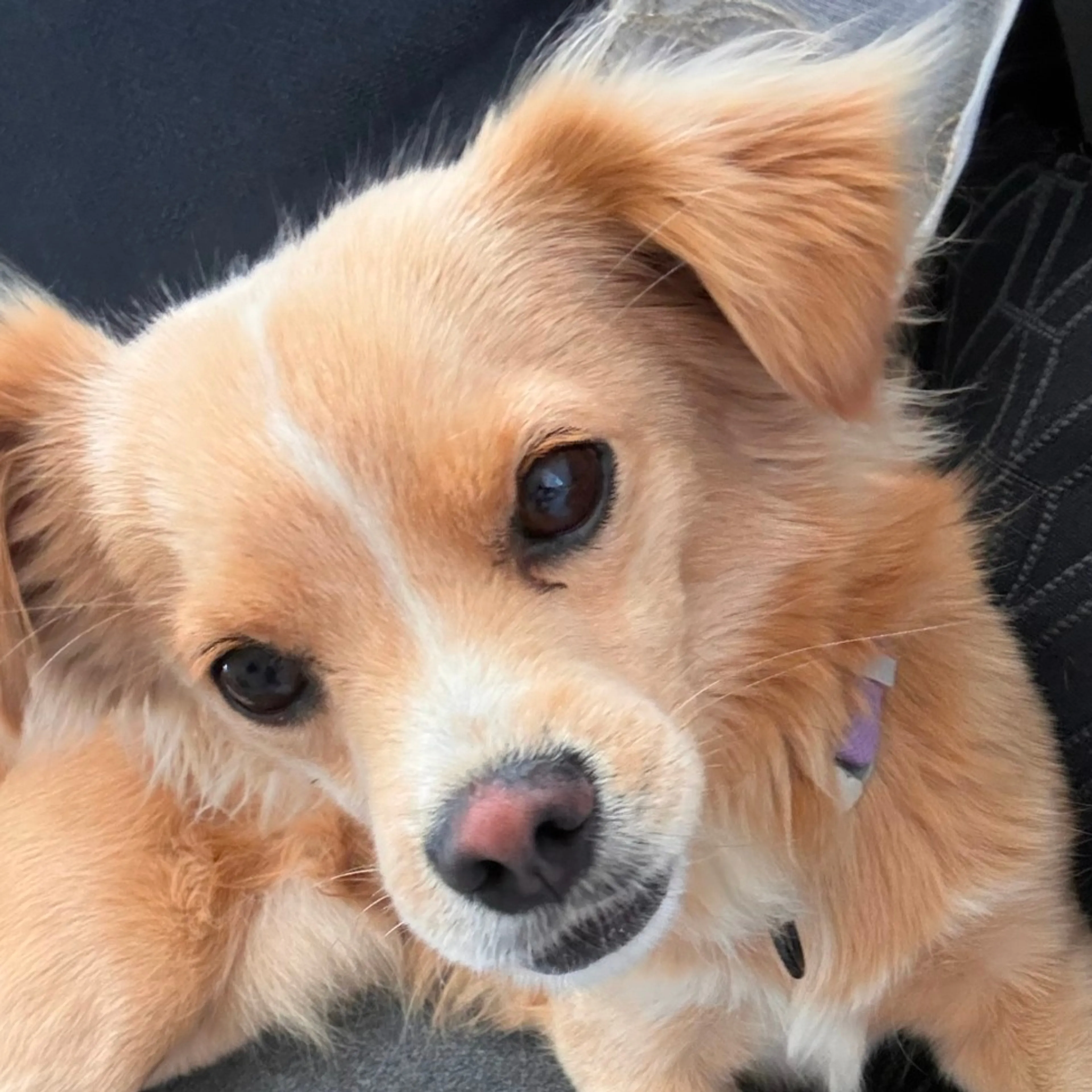 Lost pet-1