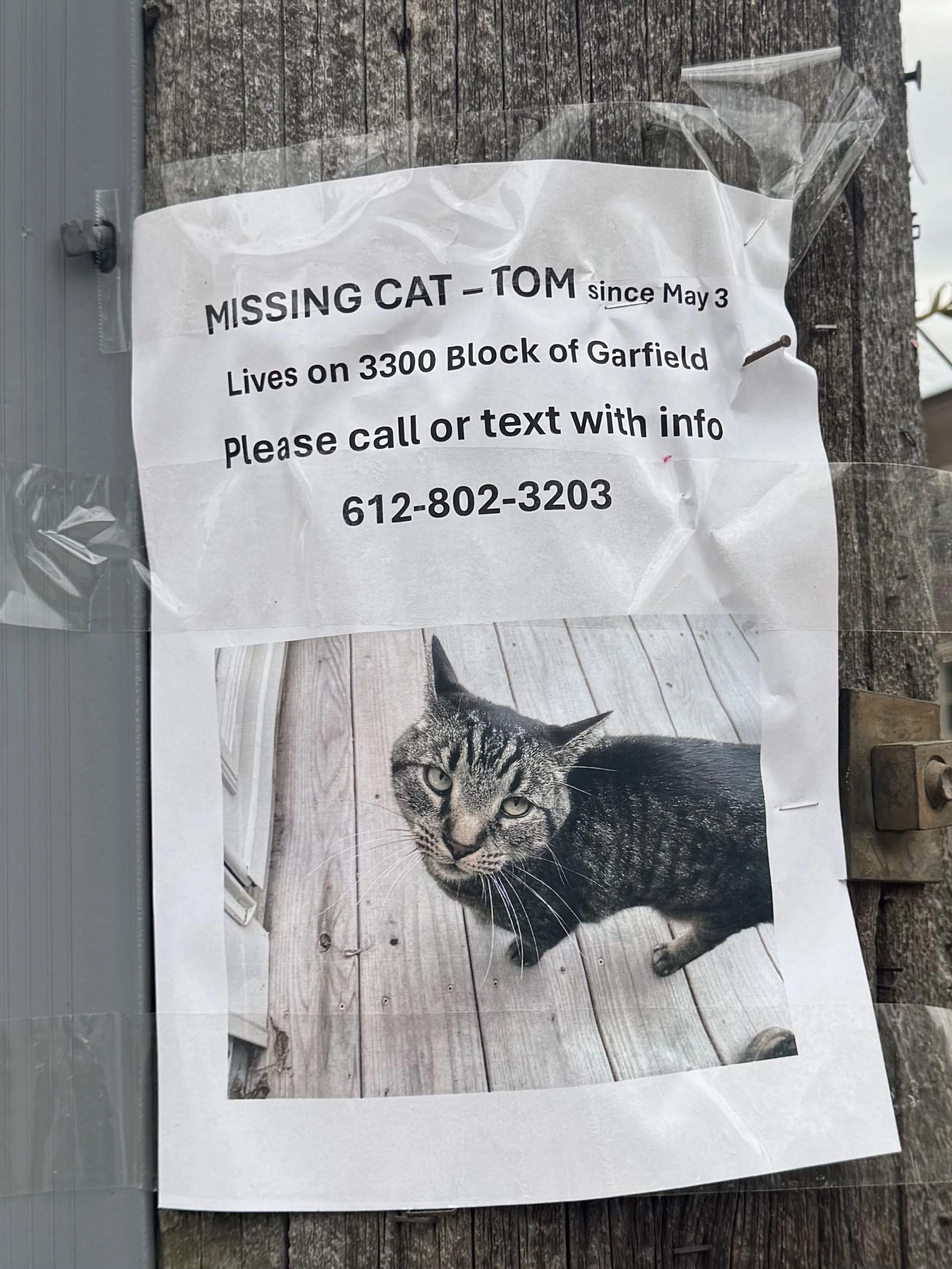Lost pet