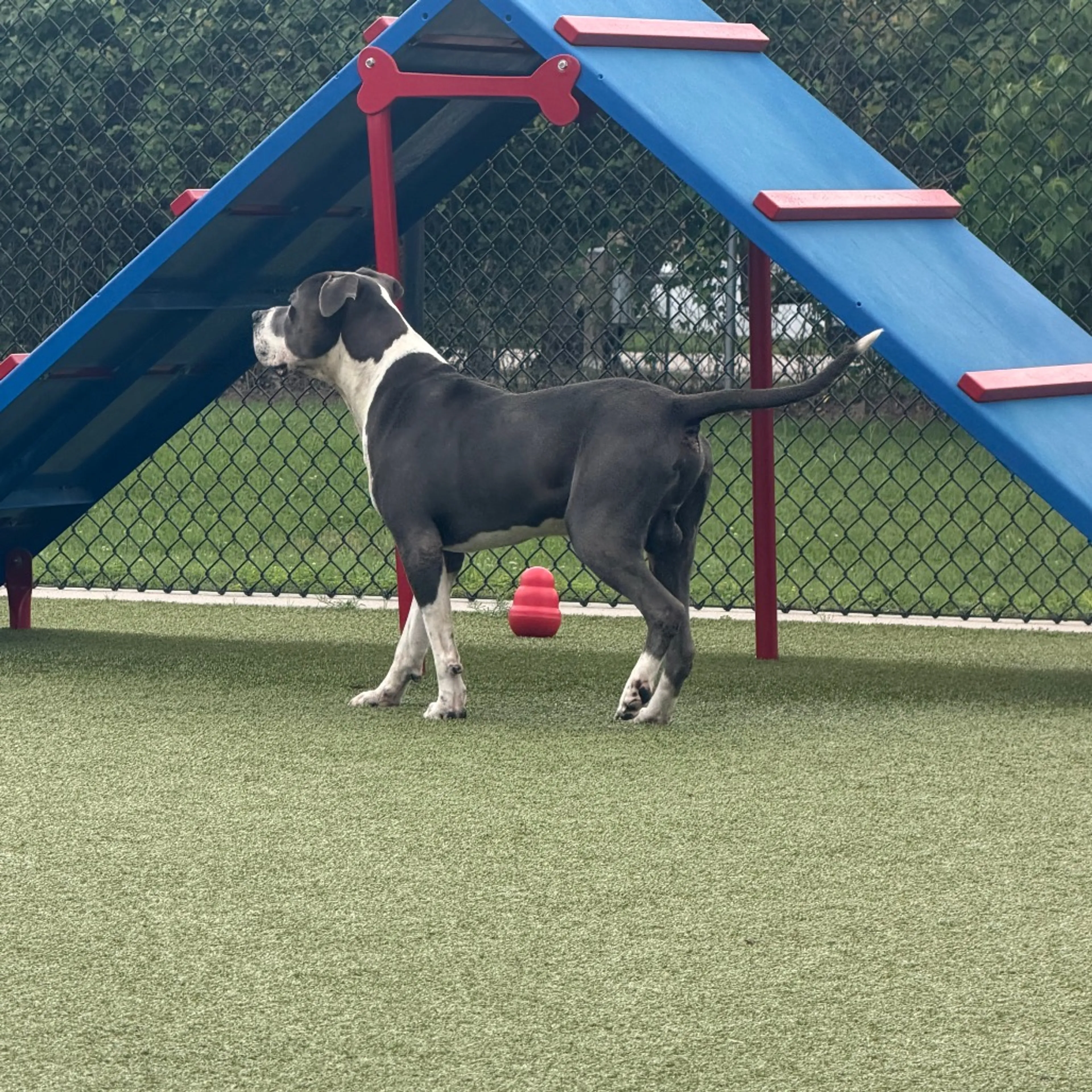 Found pet-3