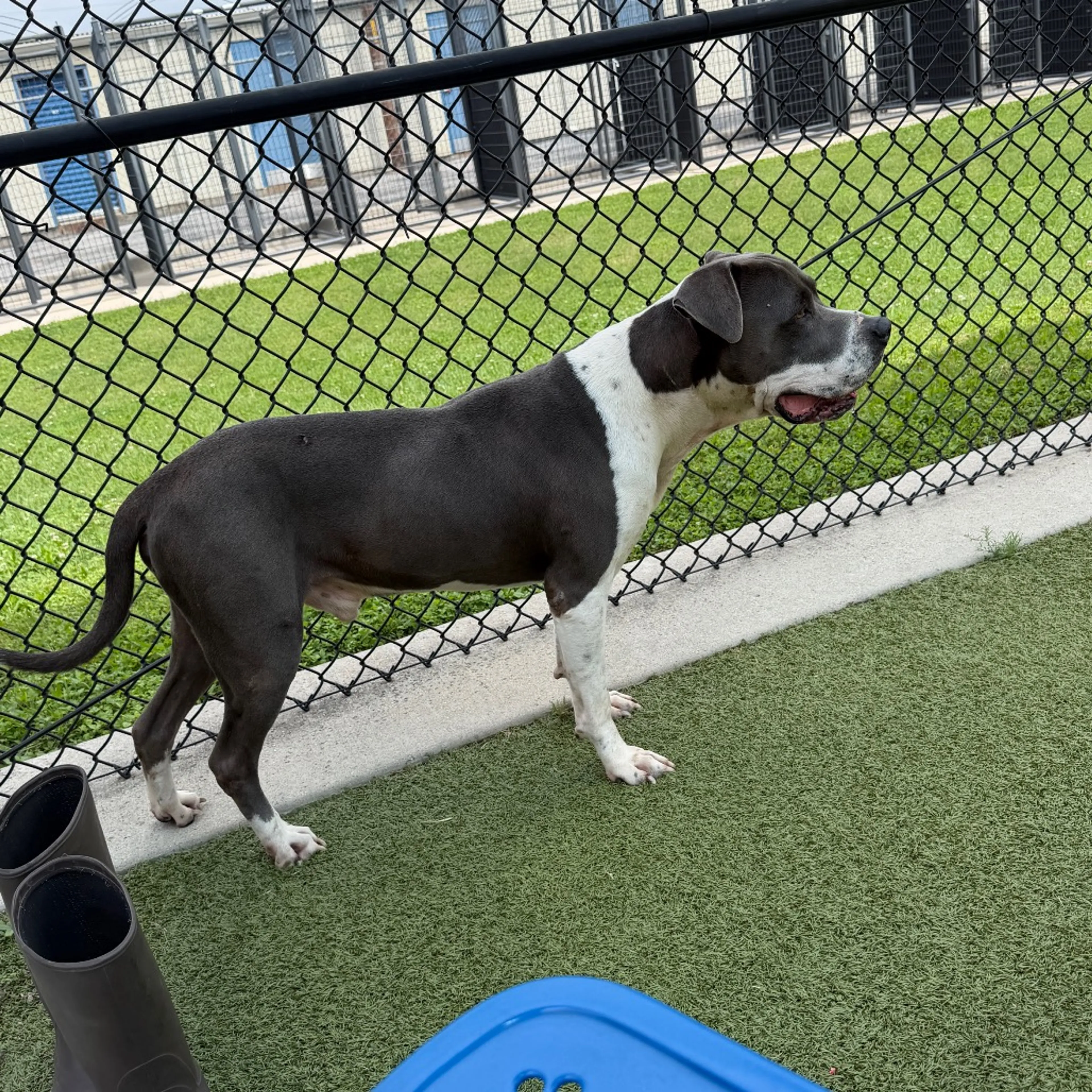 Found pet-1