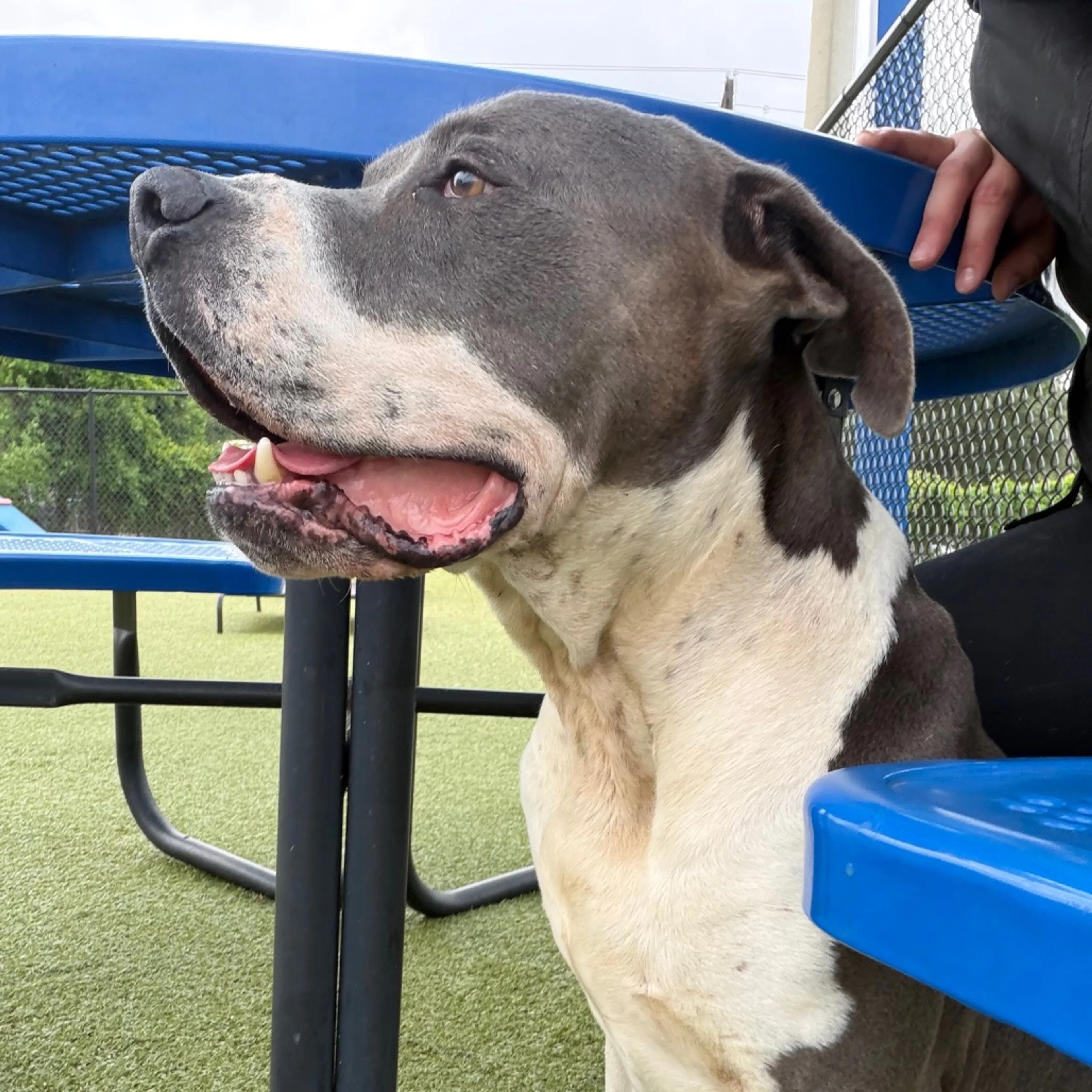 Found pet-4