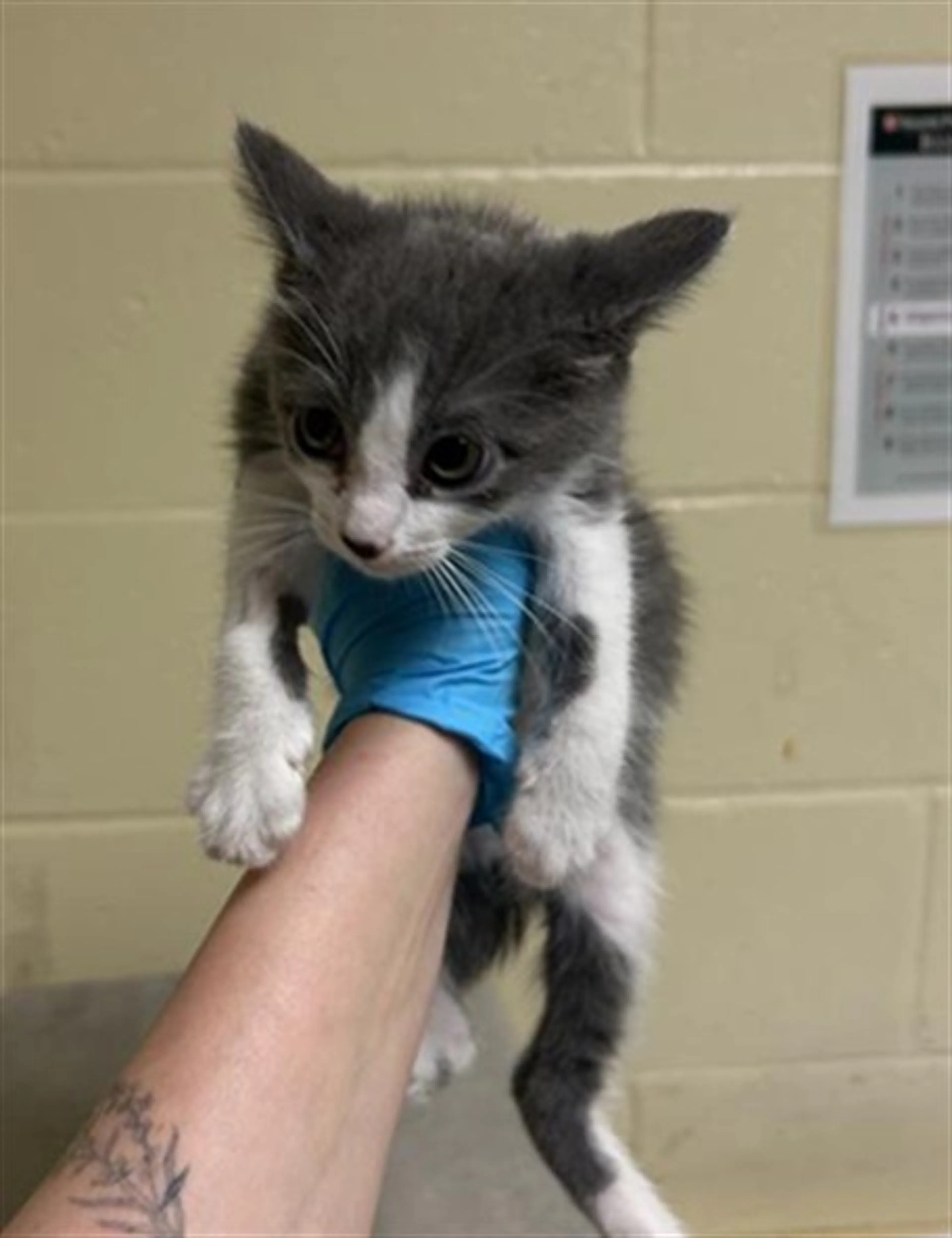 Found pet