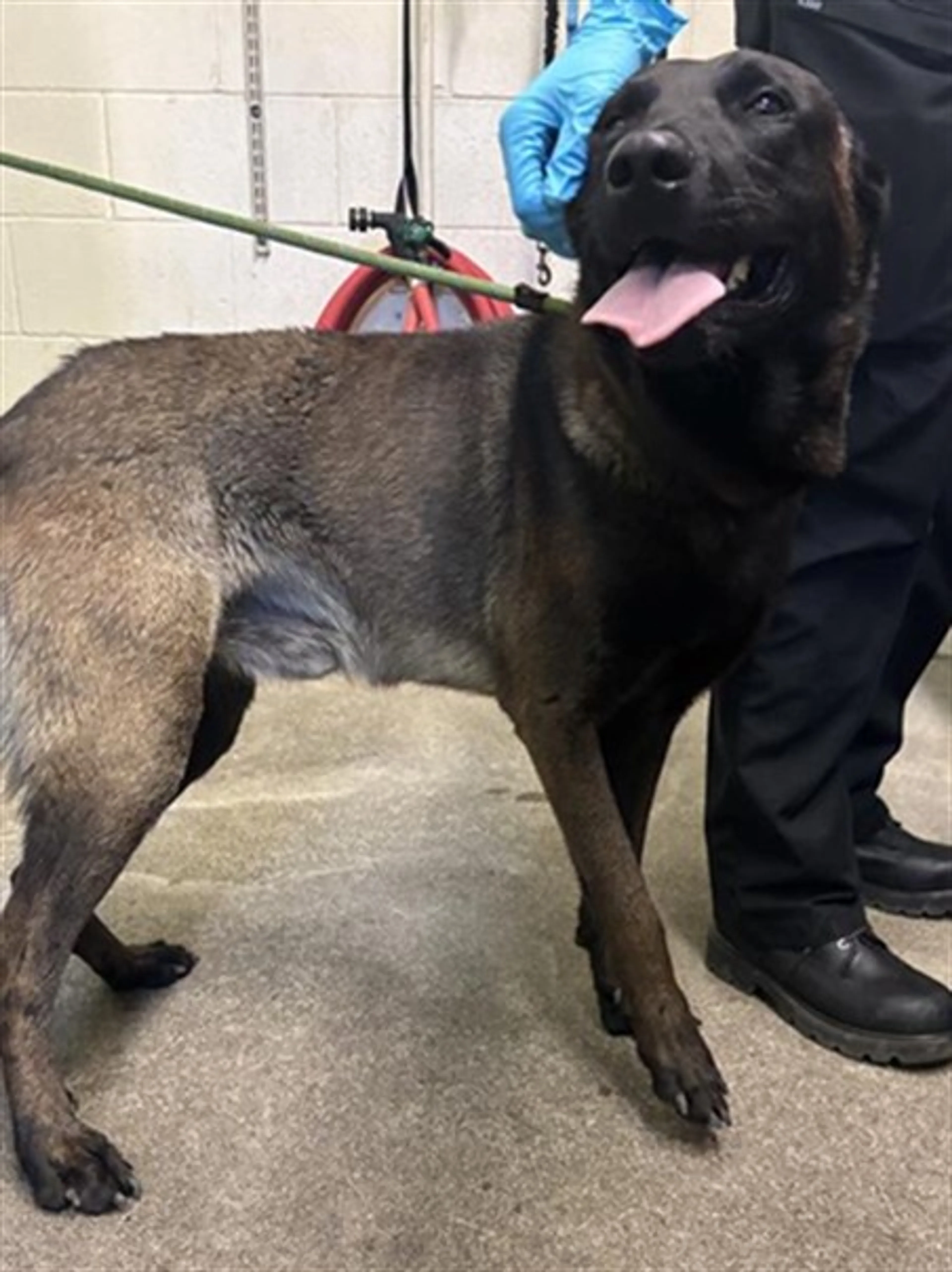 Found pet