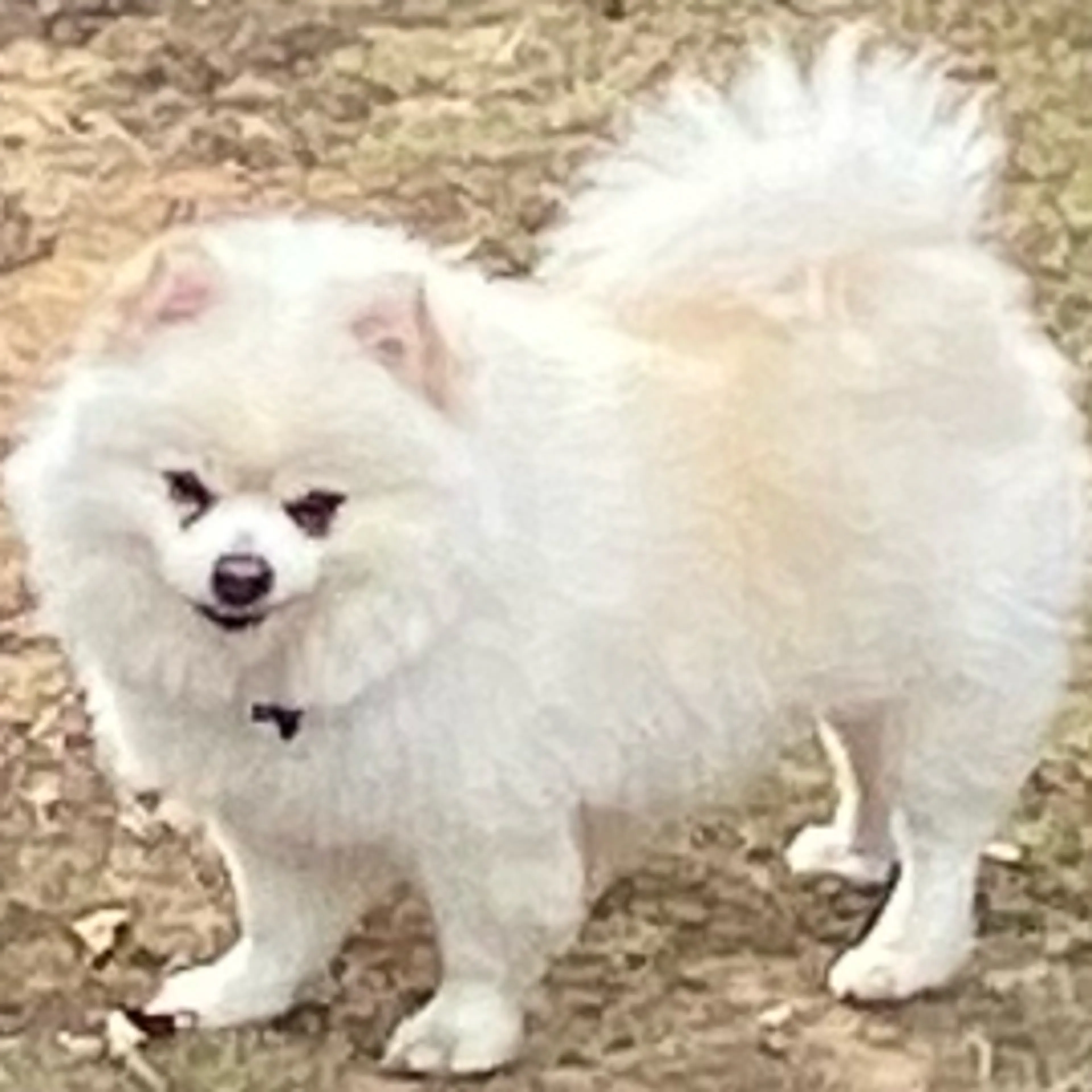 Lost pet-1