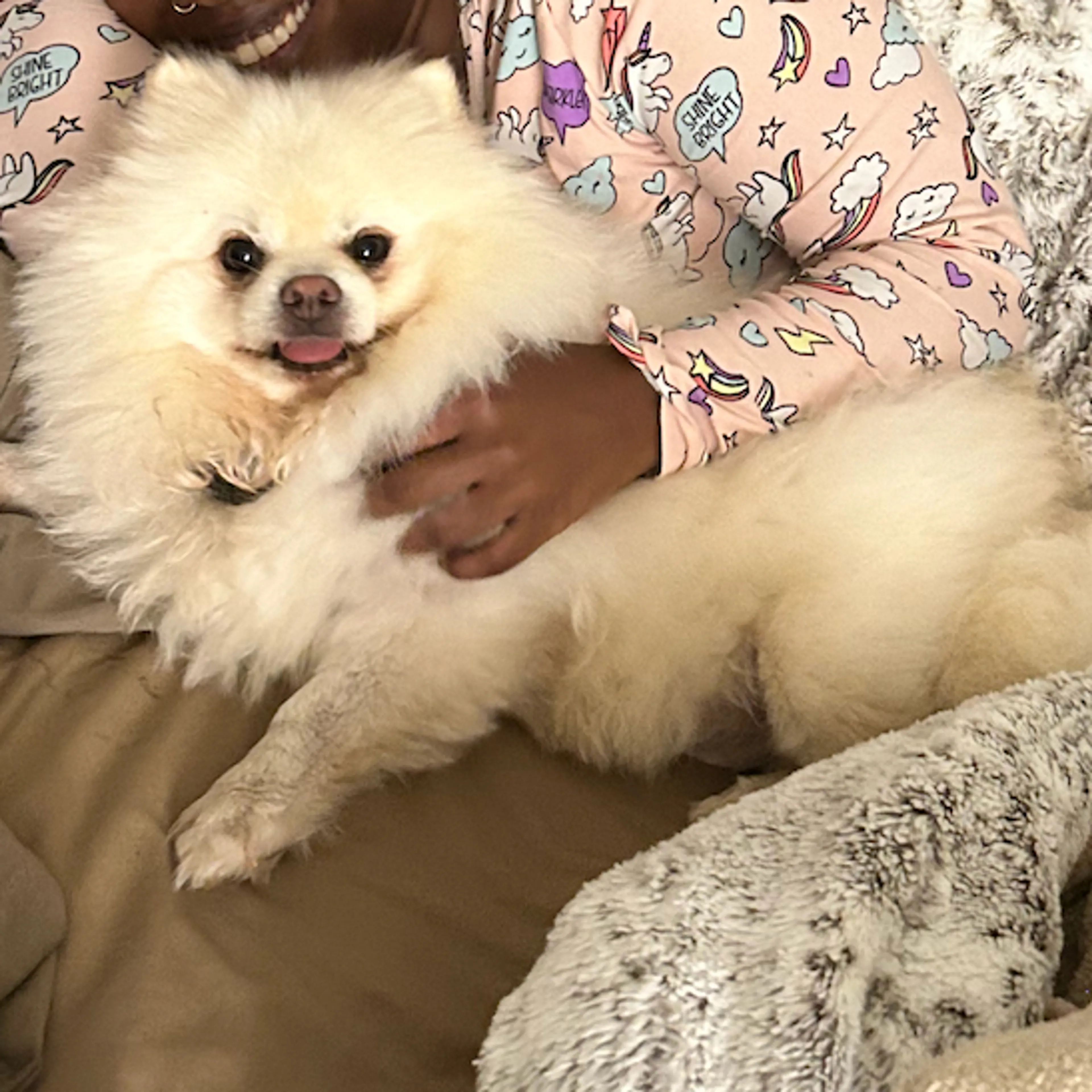 Lost pet-3