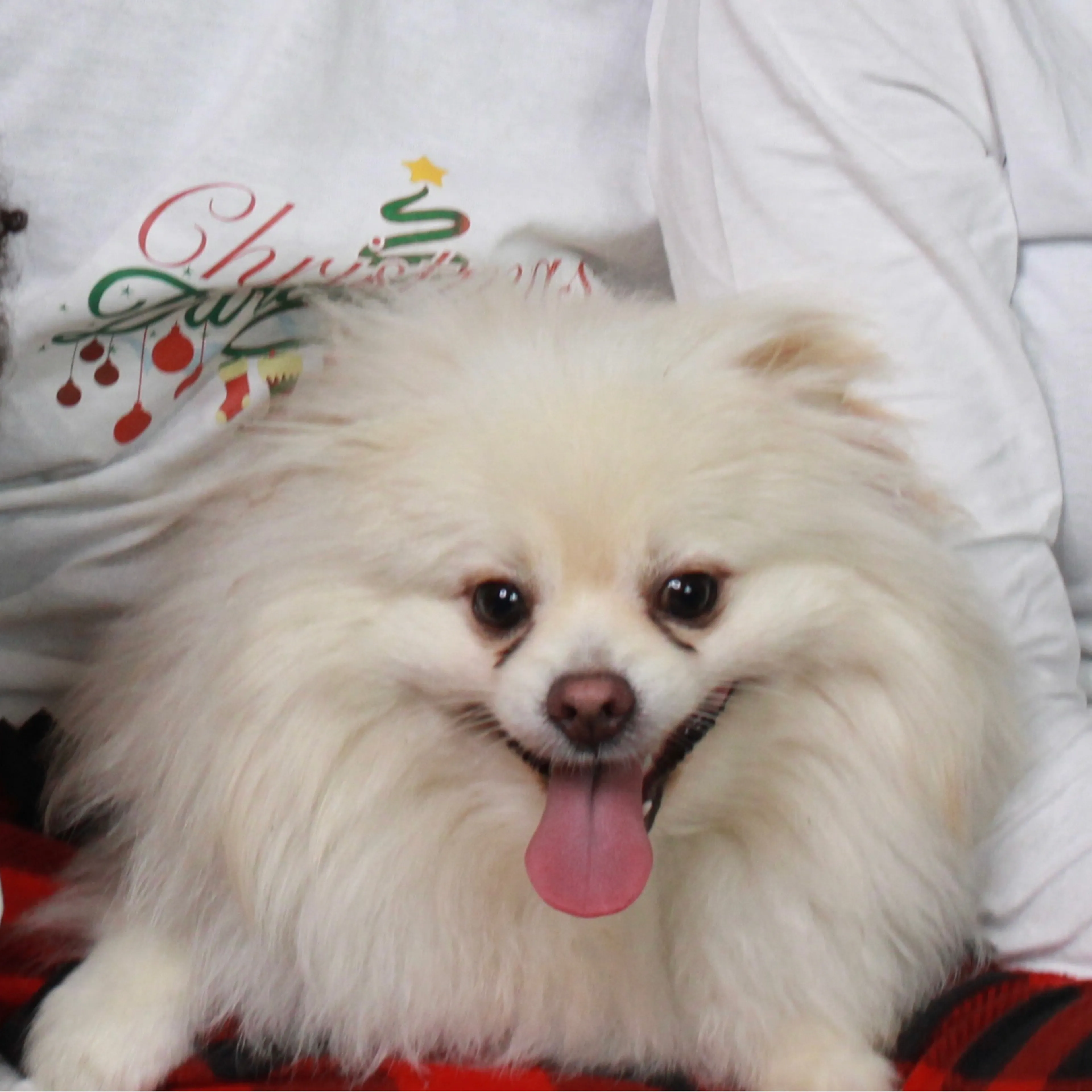 Lost pet-2