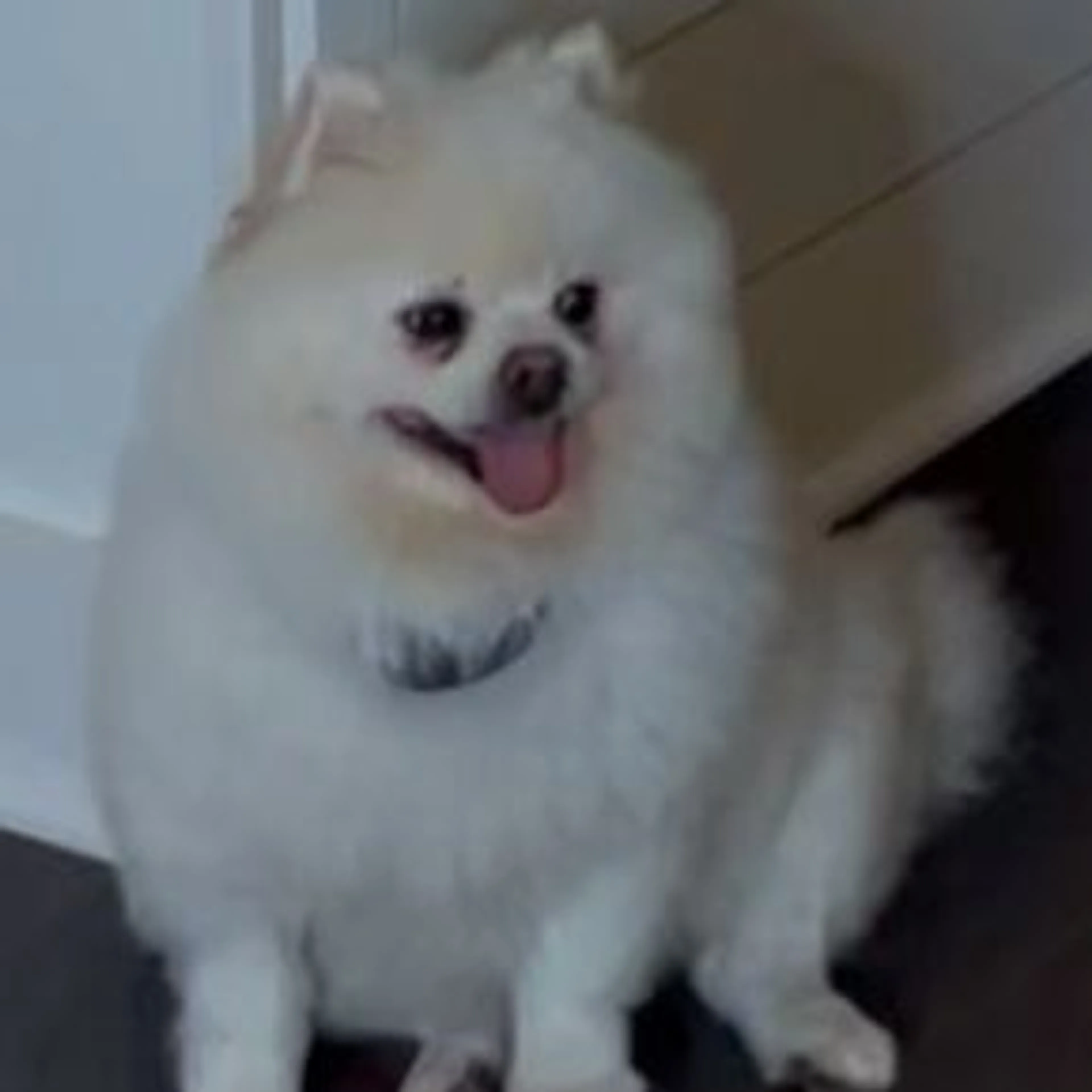 Lost pet-0